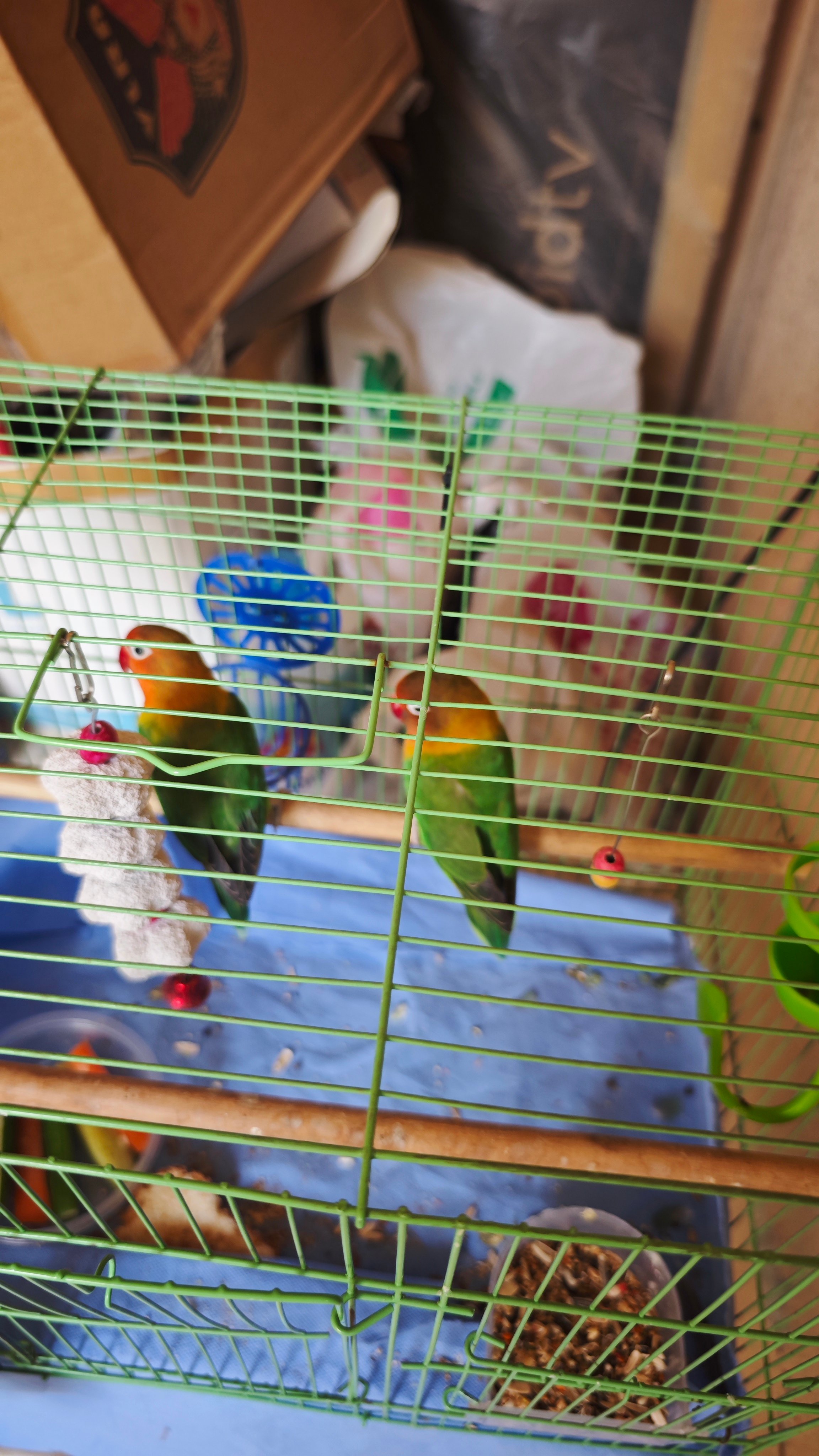 Fisher Lovebirds for sale  - Image 3