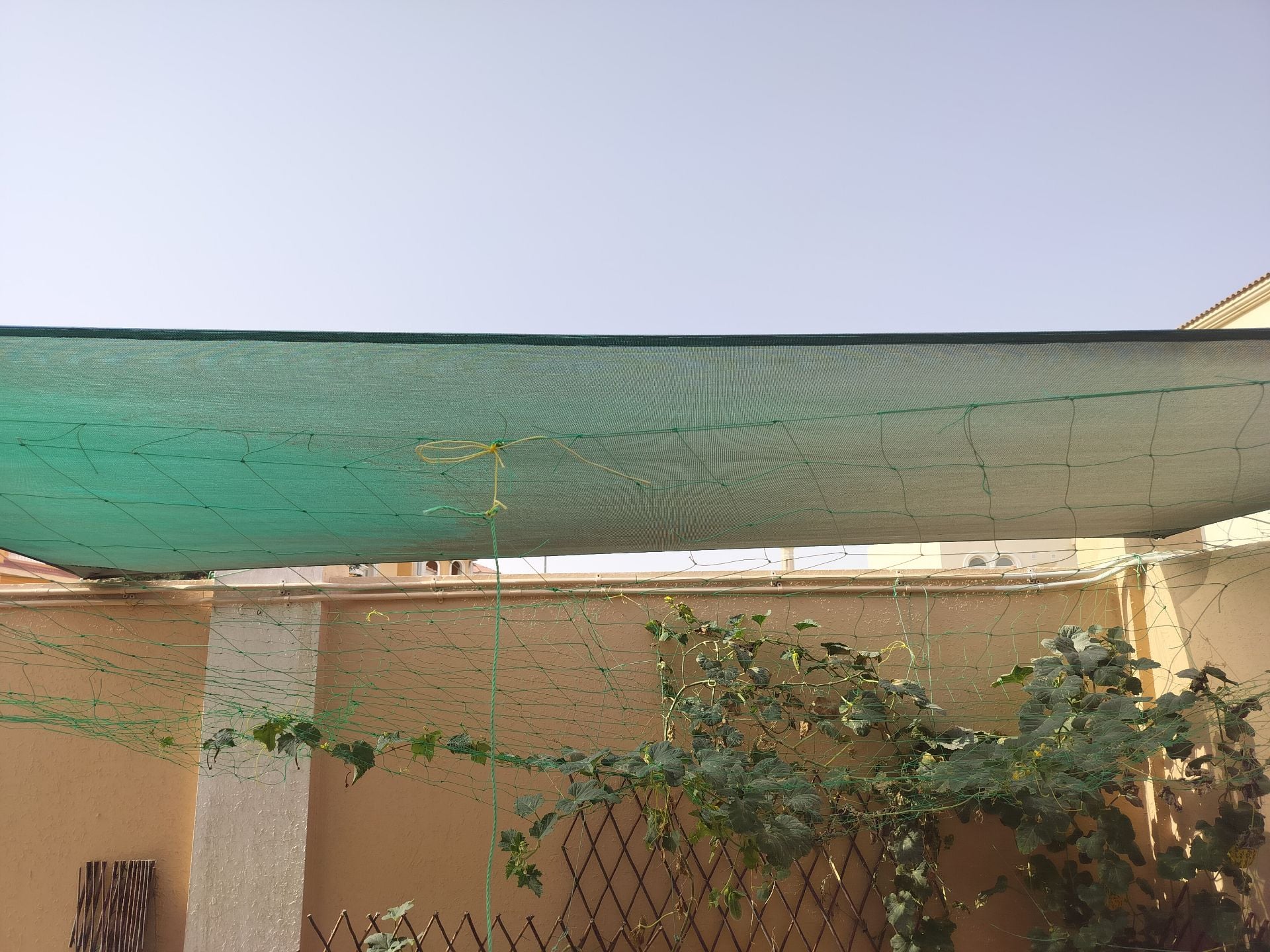 Sunshades - Image 4