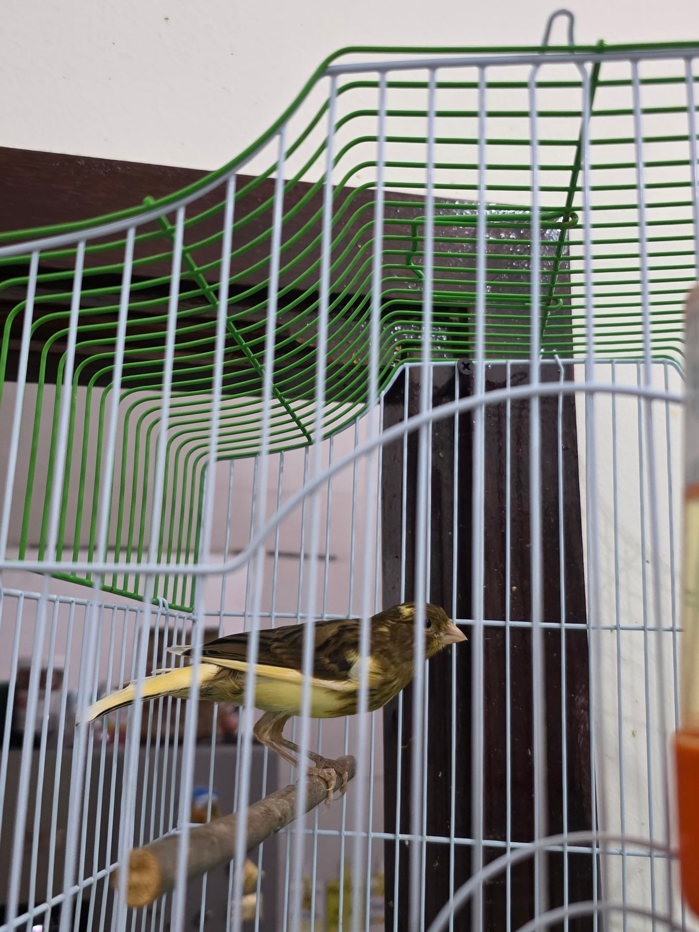 Canary male - Image 2