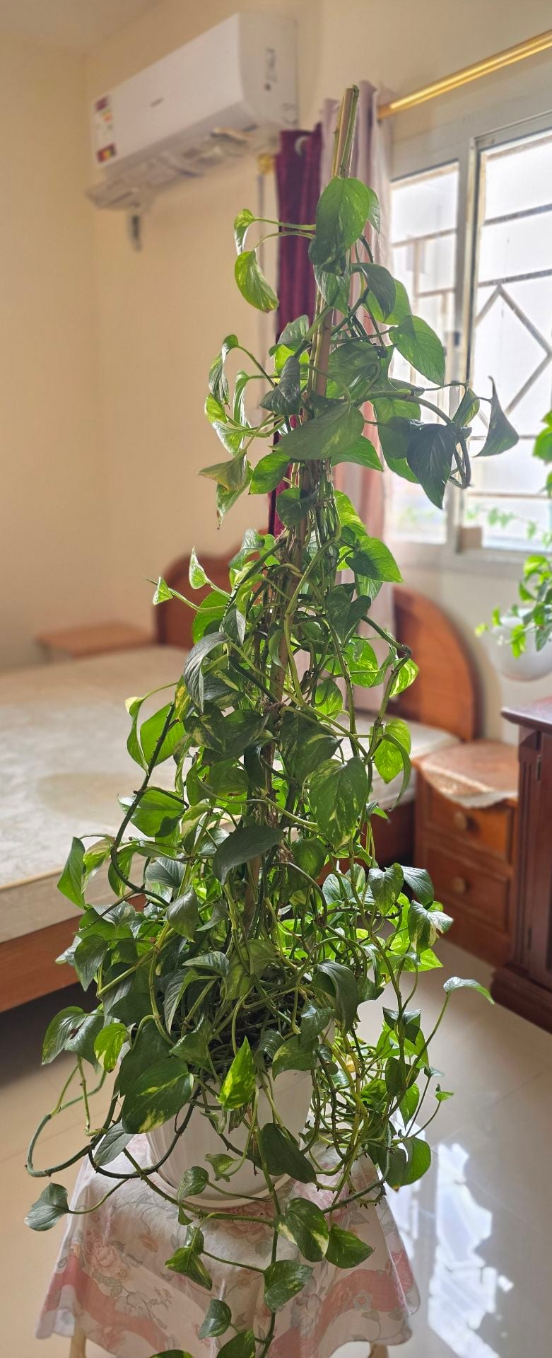 ​🌿 Extra Large & Bushy Money Plant (Golden Pothos) with Tall Support 🌿 - Image 3