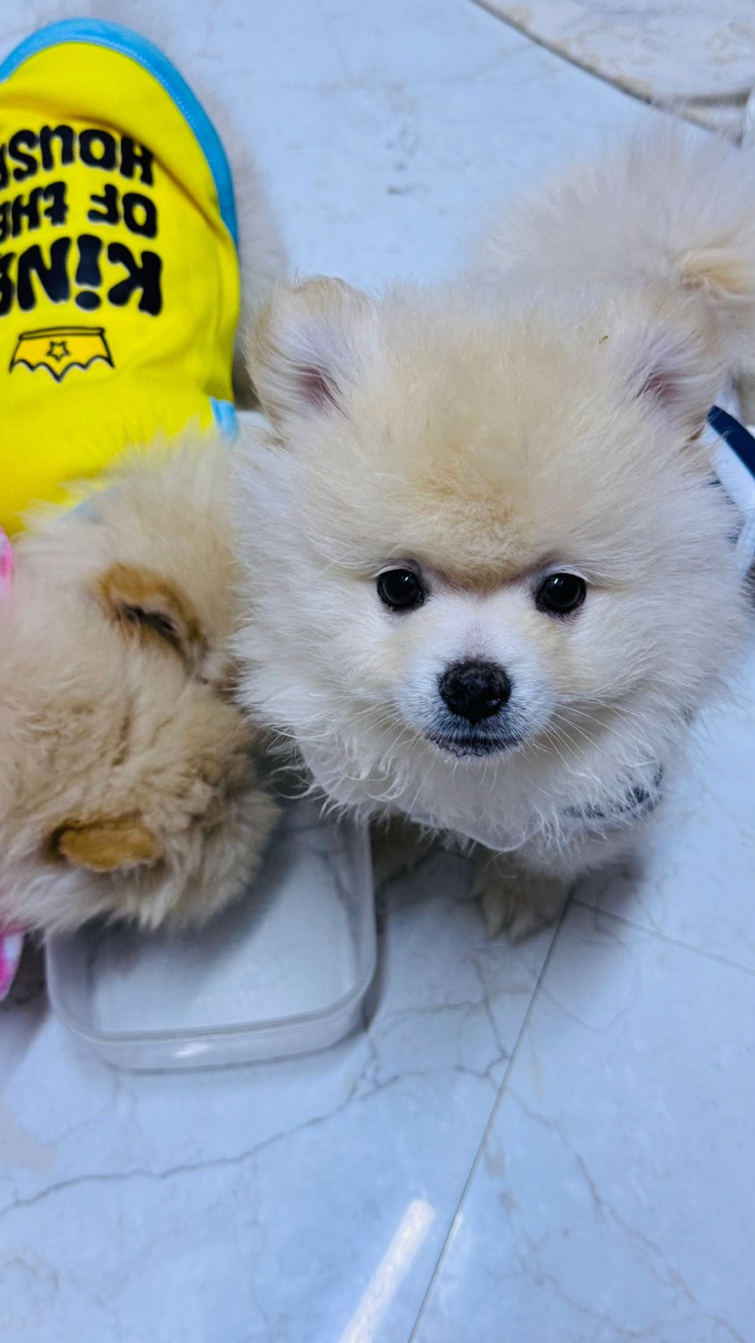 Adorable 8-Week-Old Pomeranian Puppies – Ready for New Homes - Image 3