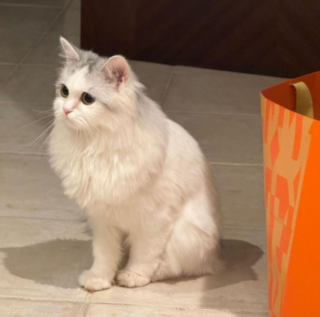 White Cat - Image 2