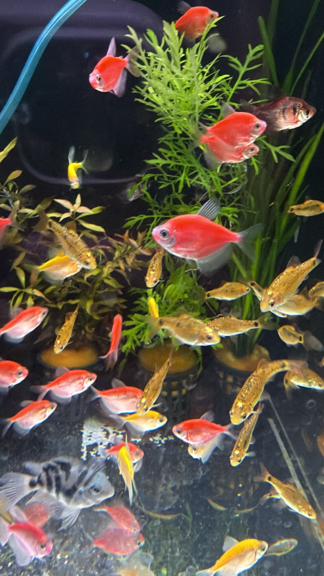 Glow tetra & golden tetra - Image 3