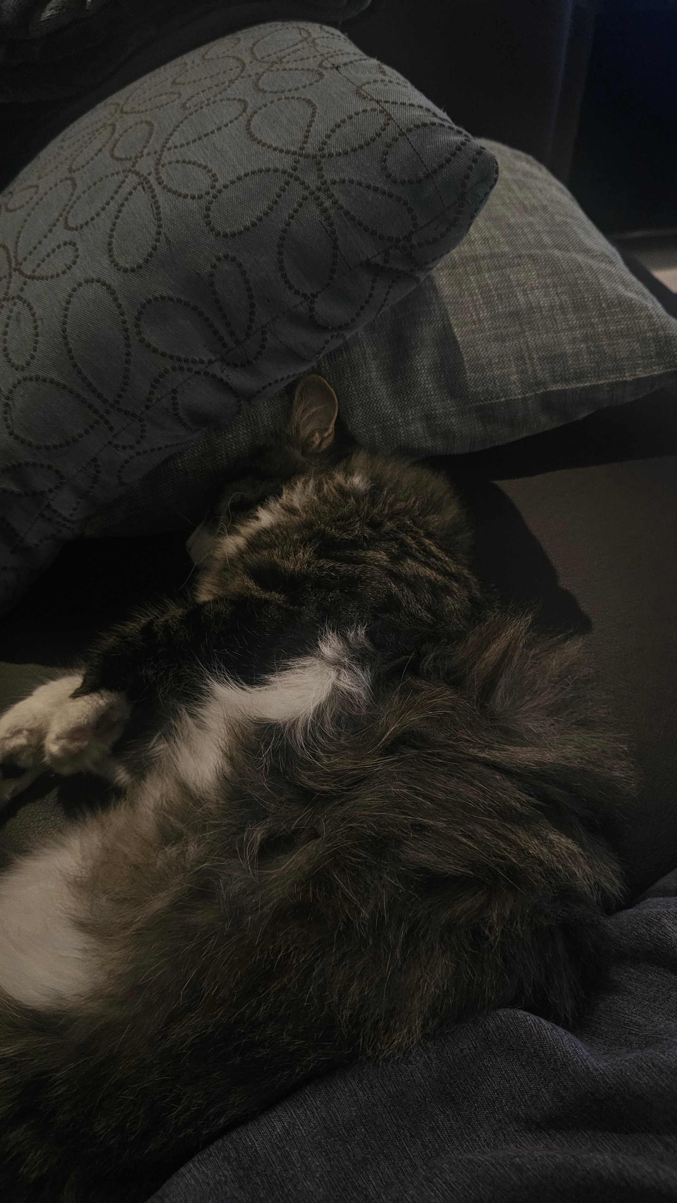 One year old male cat for adoption - Image 4