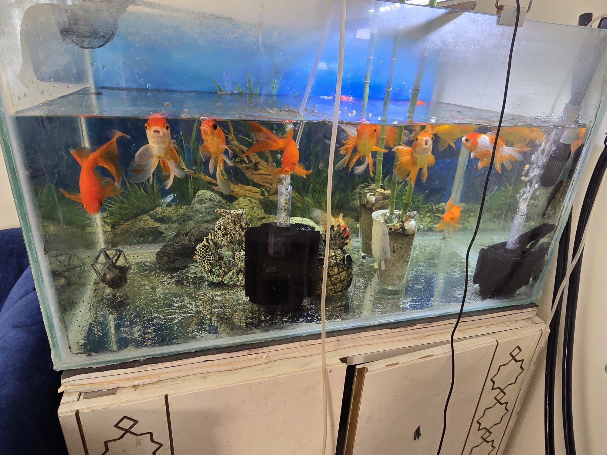 Big Size Gold Fish 10 Nos - Image 1