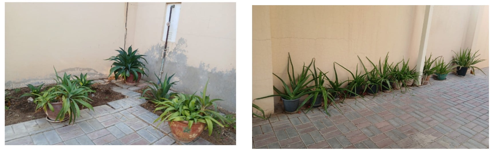 Various Outdoor Plants - Image 3