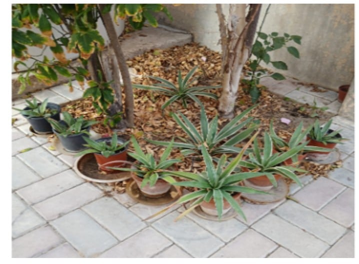 Various Outdoor Plants - Image 4
