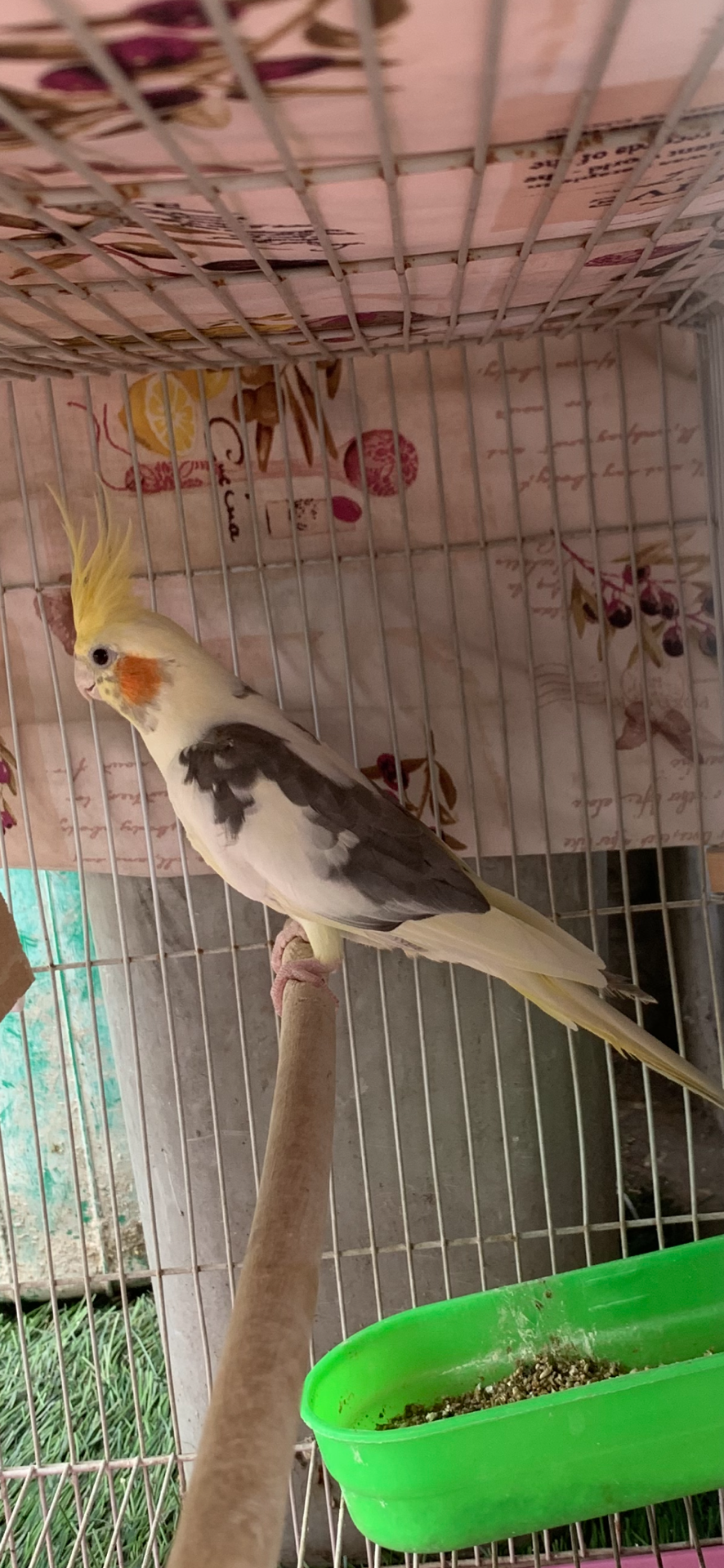 Cockatiels pair with big cage for sale  - Image 2