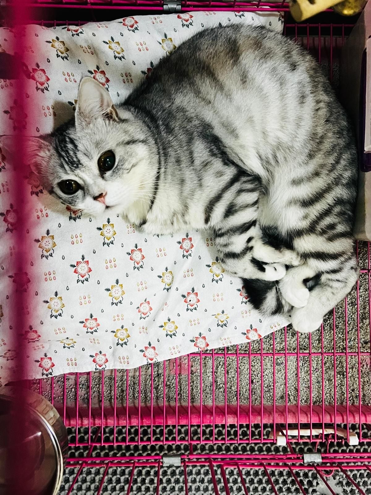 American Shothair cat - Image 2