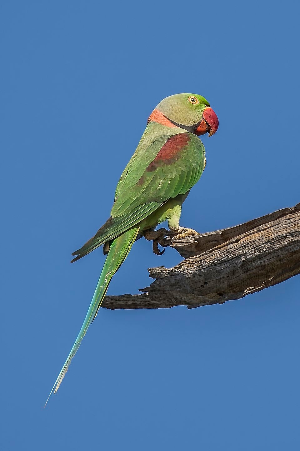 Alexander /nepali parrot chick(male) - Image 2