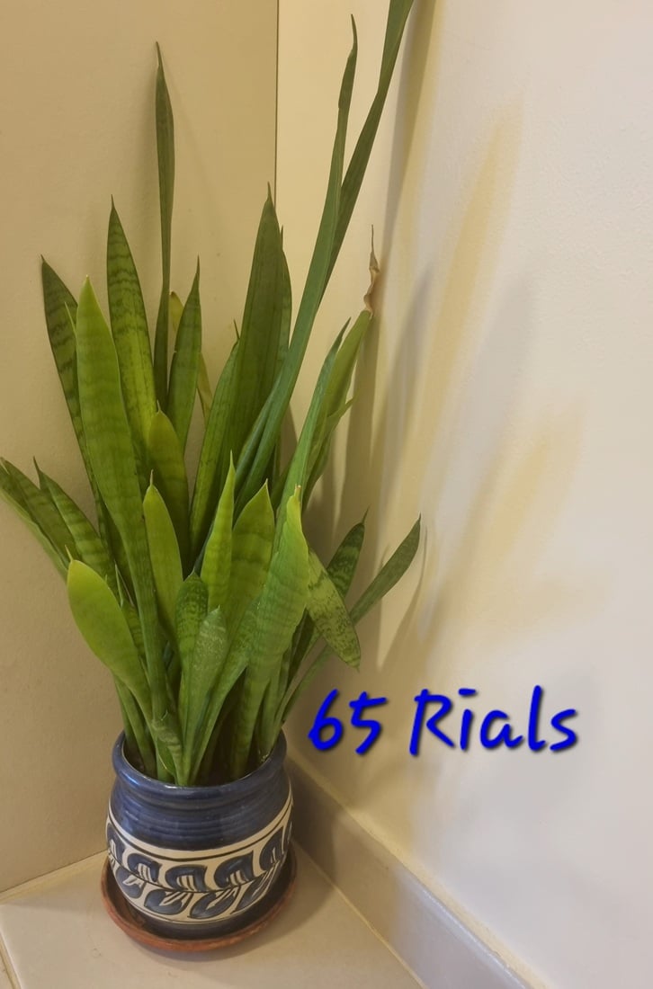 Plants for Sale - Image 5
