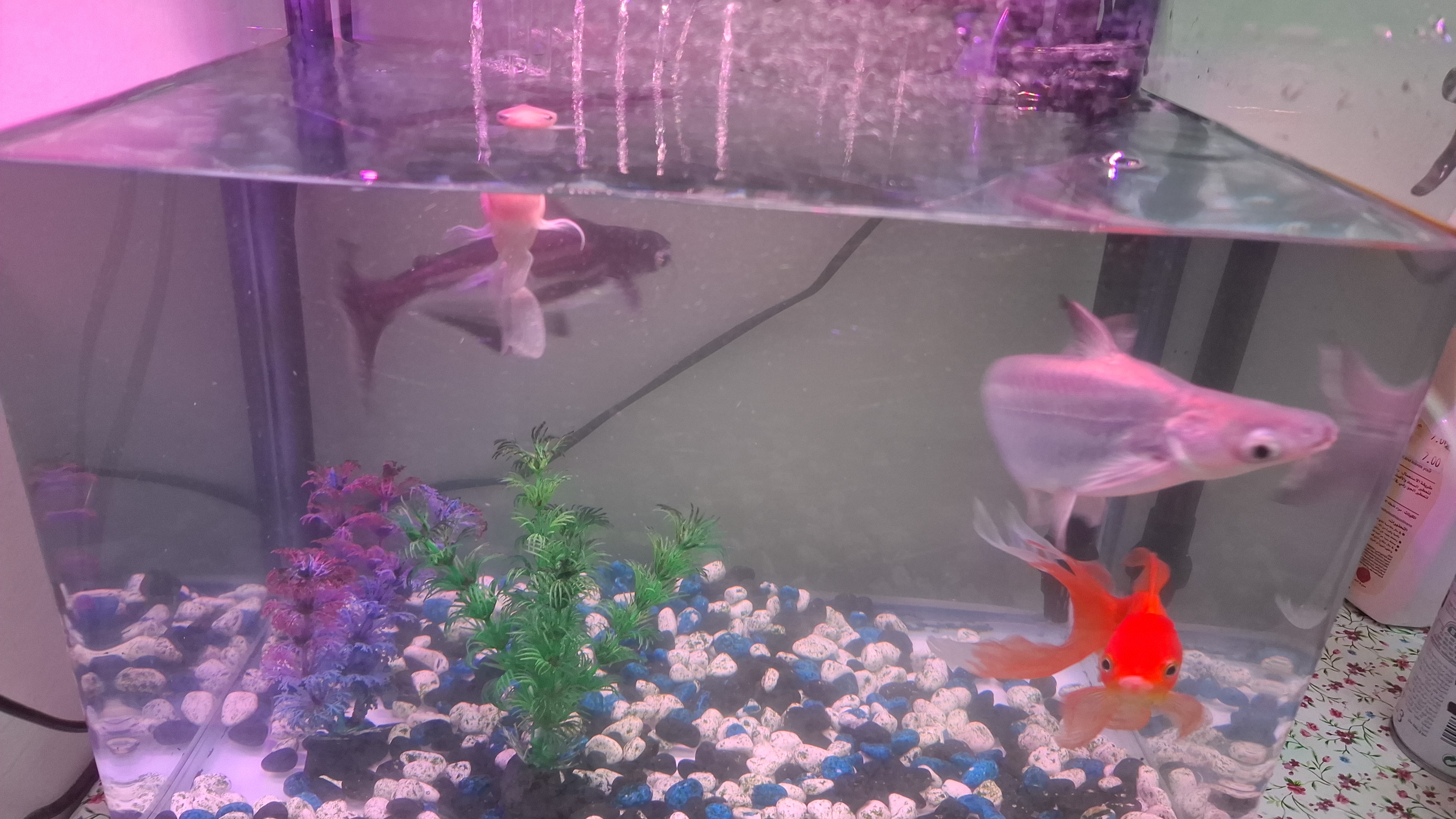 Fish Tank - Image 3