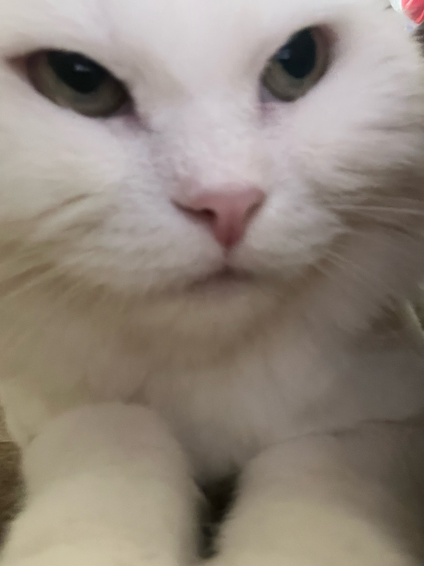 Female persian cat spayed - Image 2