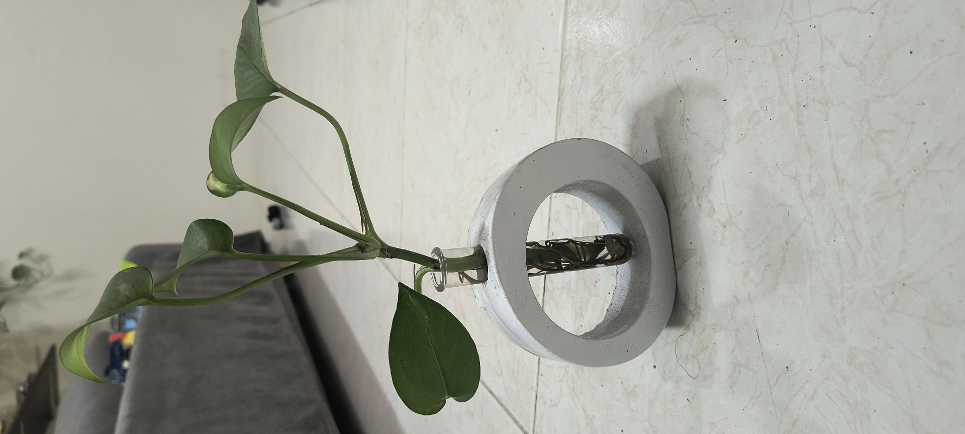 Plants and craft - Image 3