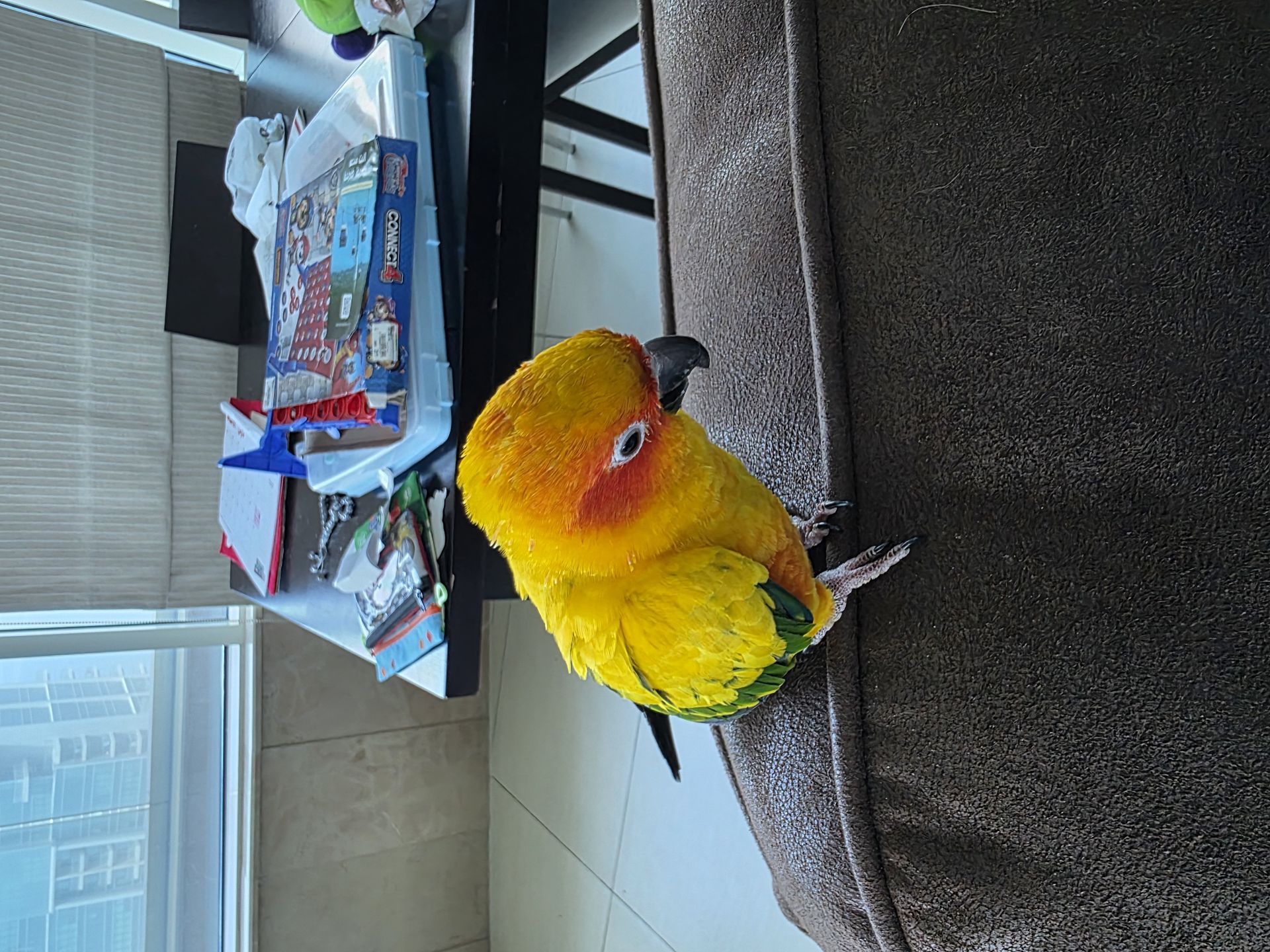 ببغاء Sunconure Mango - Image 2