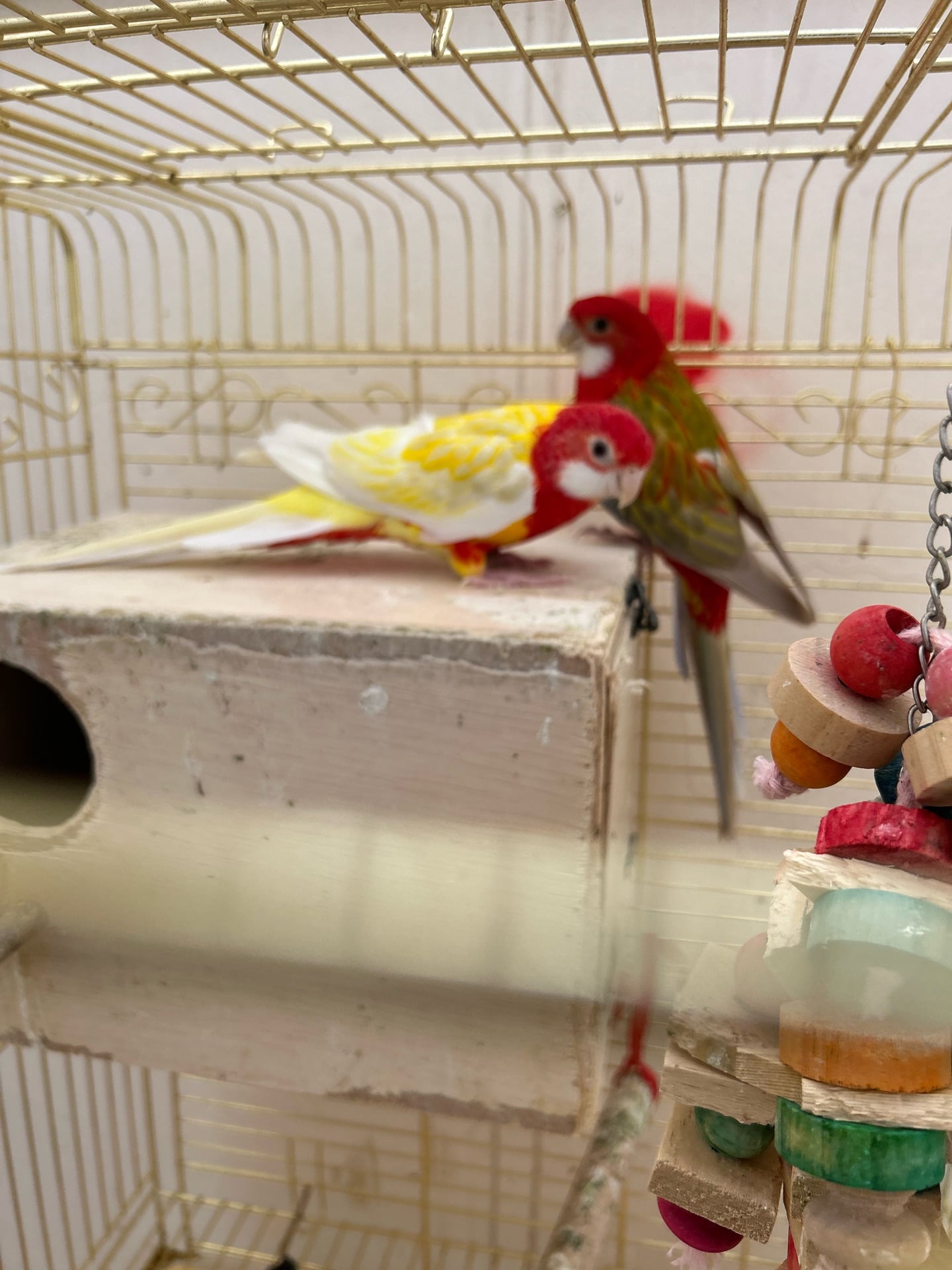 Rosella bird - Image 1