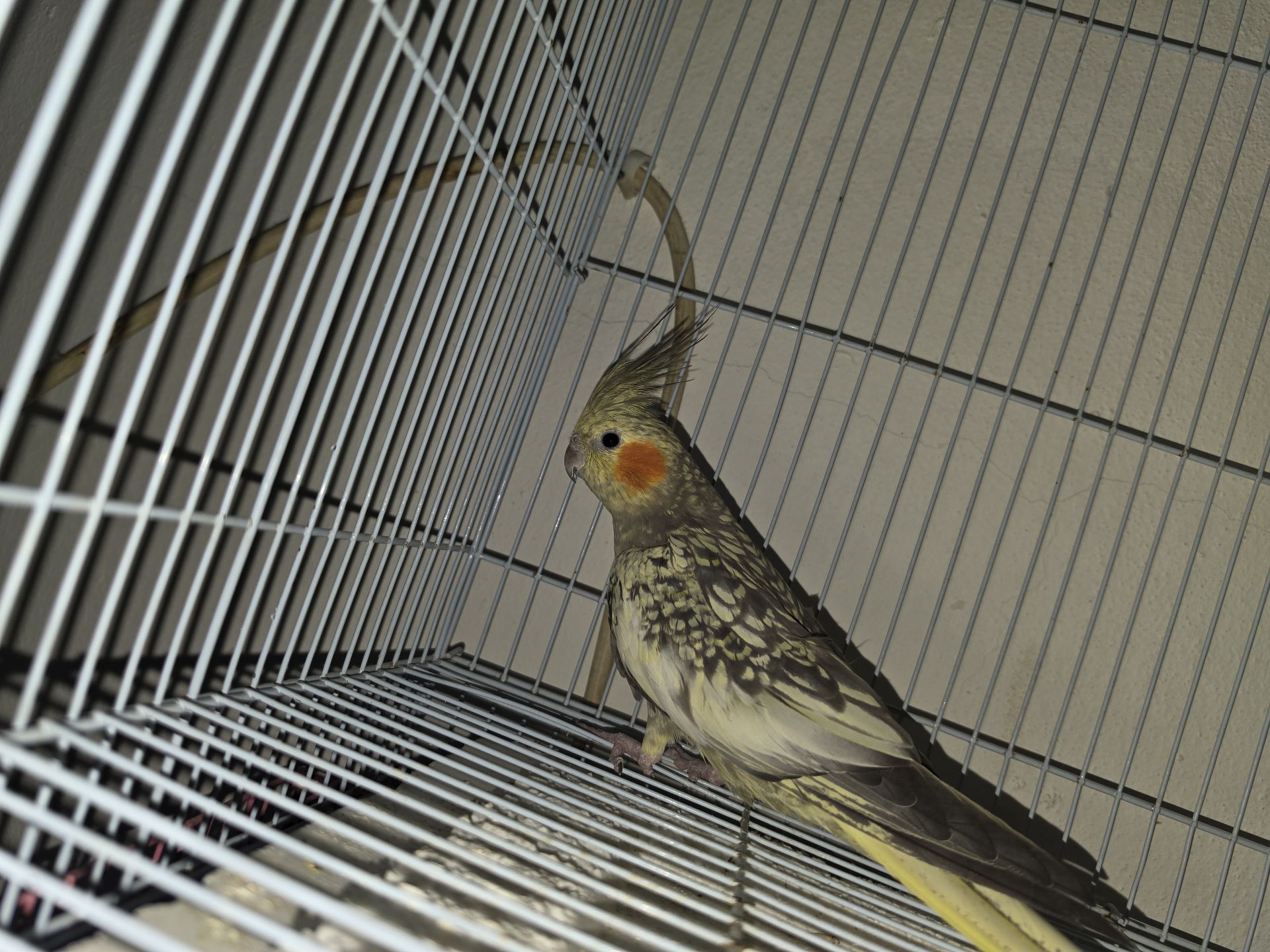 Bird  - Image 4