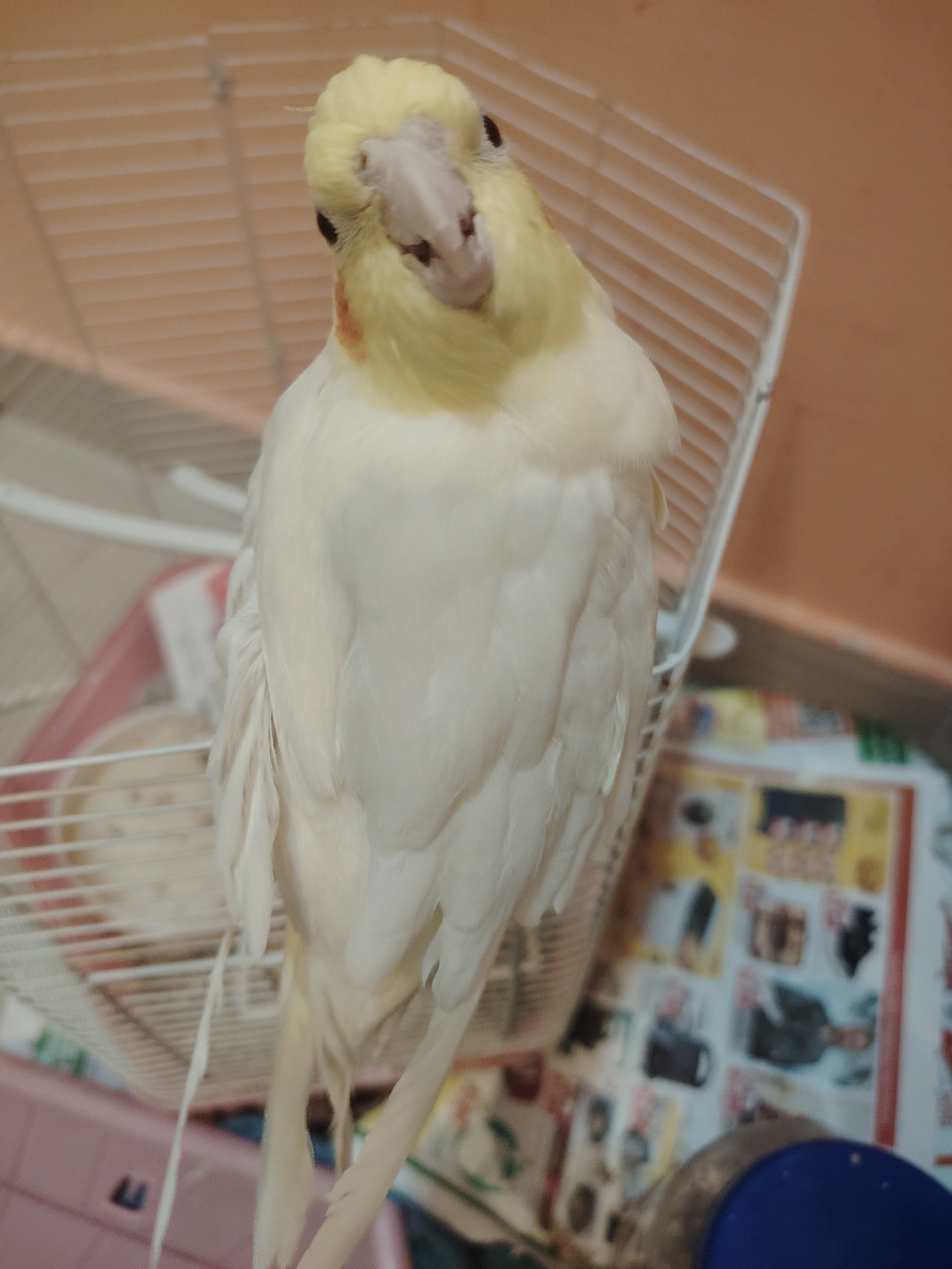 Cocktail for sale - Image 3