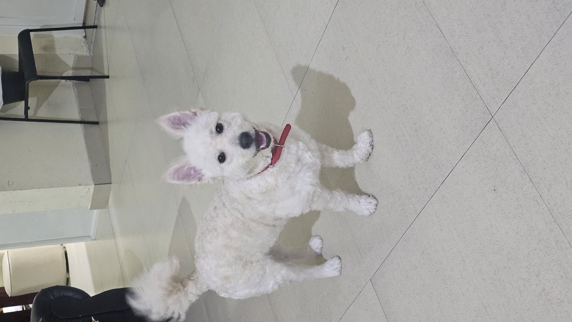 Loving home needed for our puppy🐶 - Image 2
