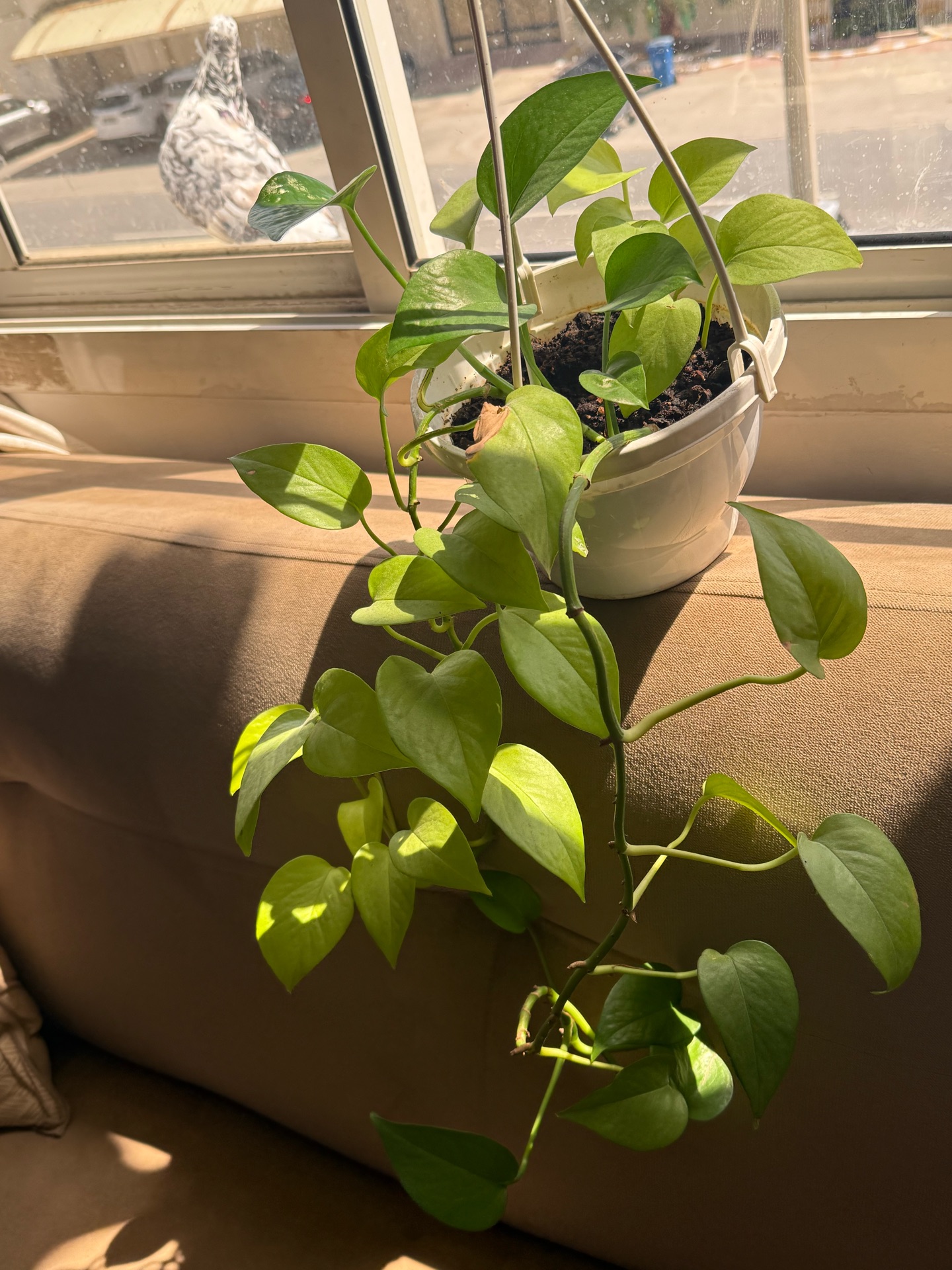 Money plant light green - Image 2