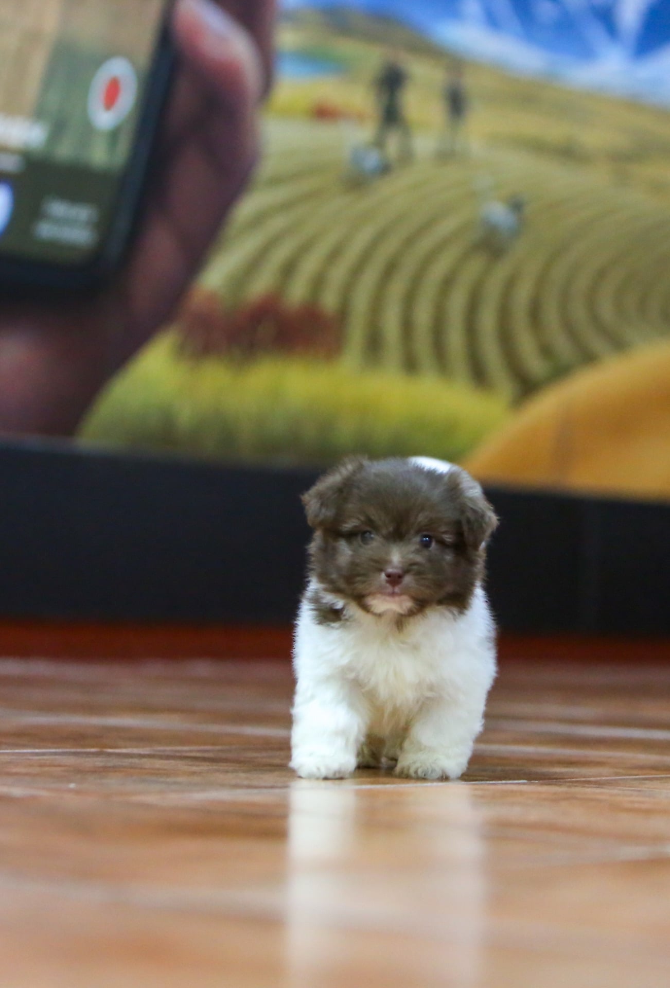 Maltese 2 months old  - Image 3