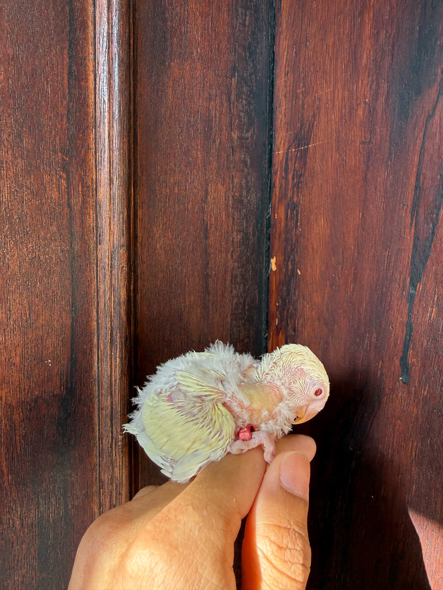 Cream color red eye lovebird chicks - Image 4
