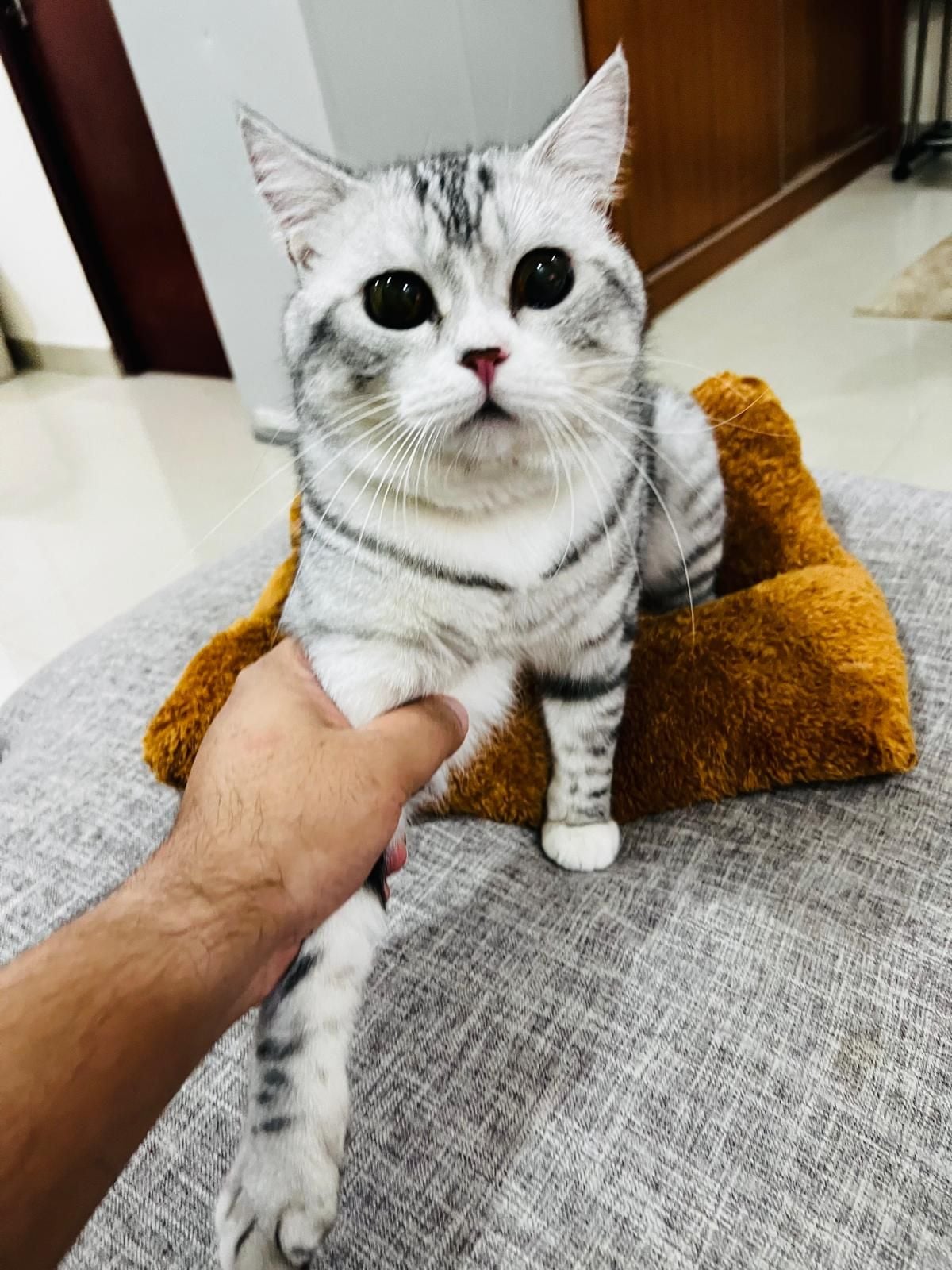 American Shothair cat - Image 1