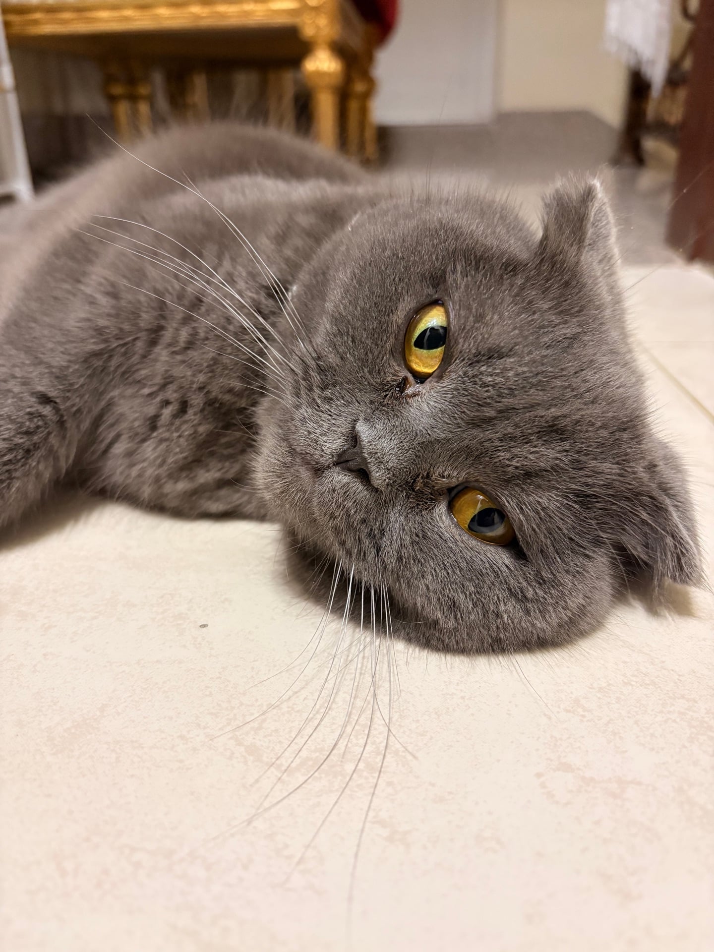 Two Scottish fold cats for adoption  - Image 6