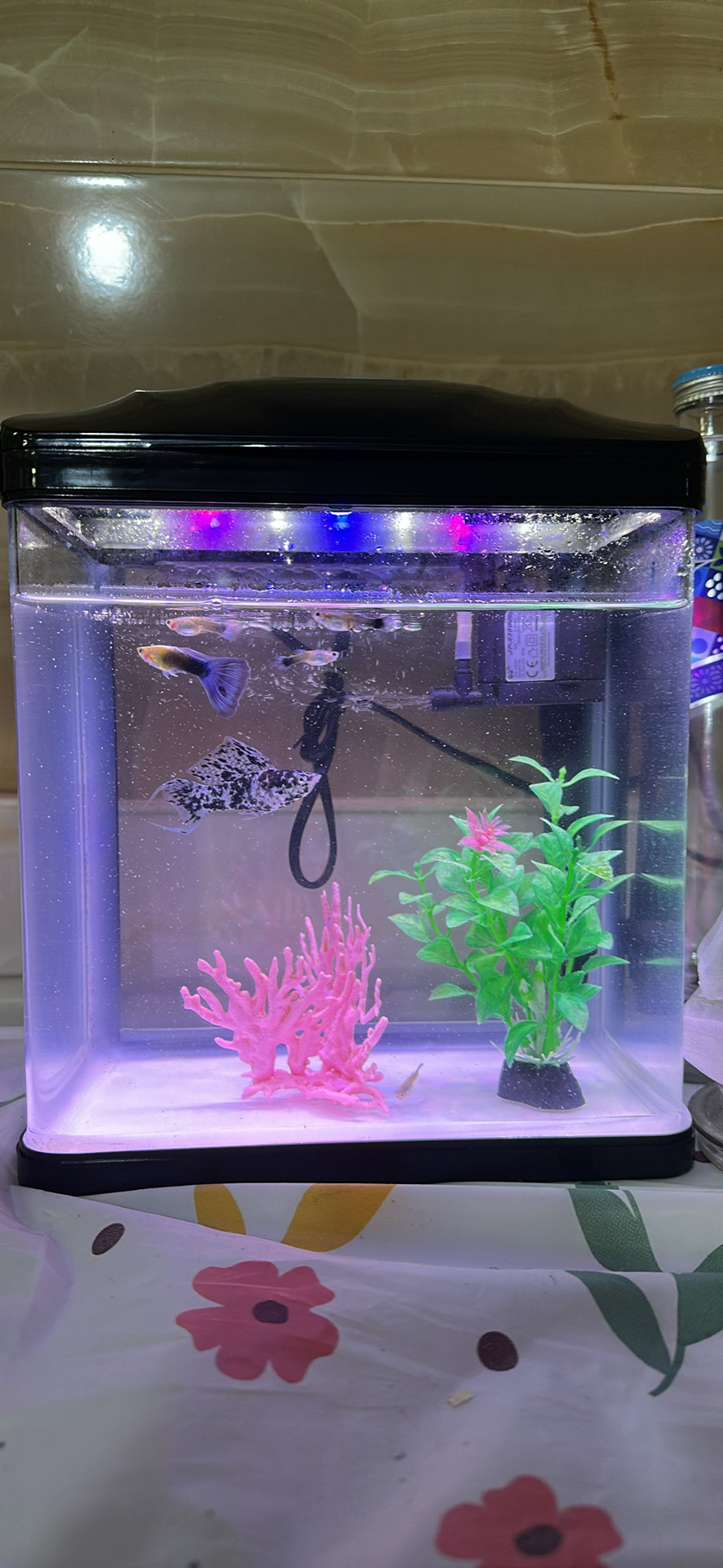 Fish Tank (Aquarium) - Image 2