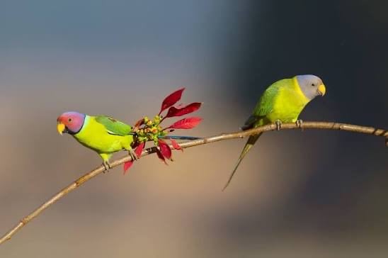 Plum headed parakeet - Image 1
