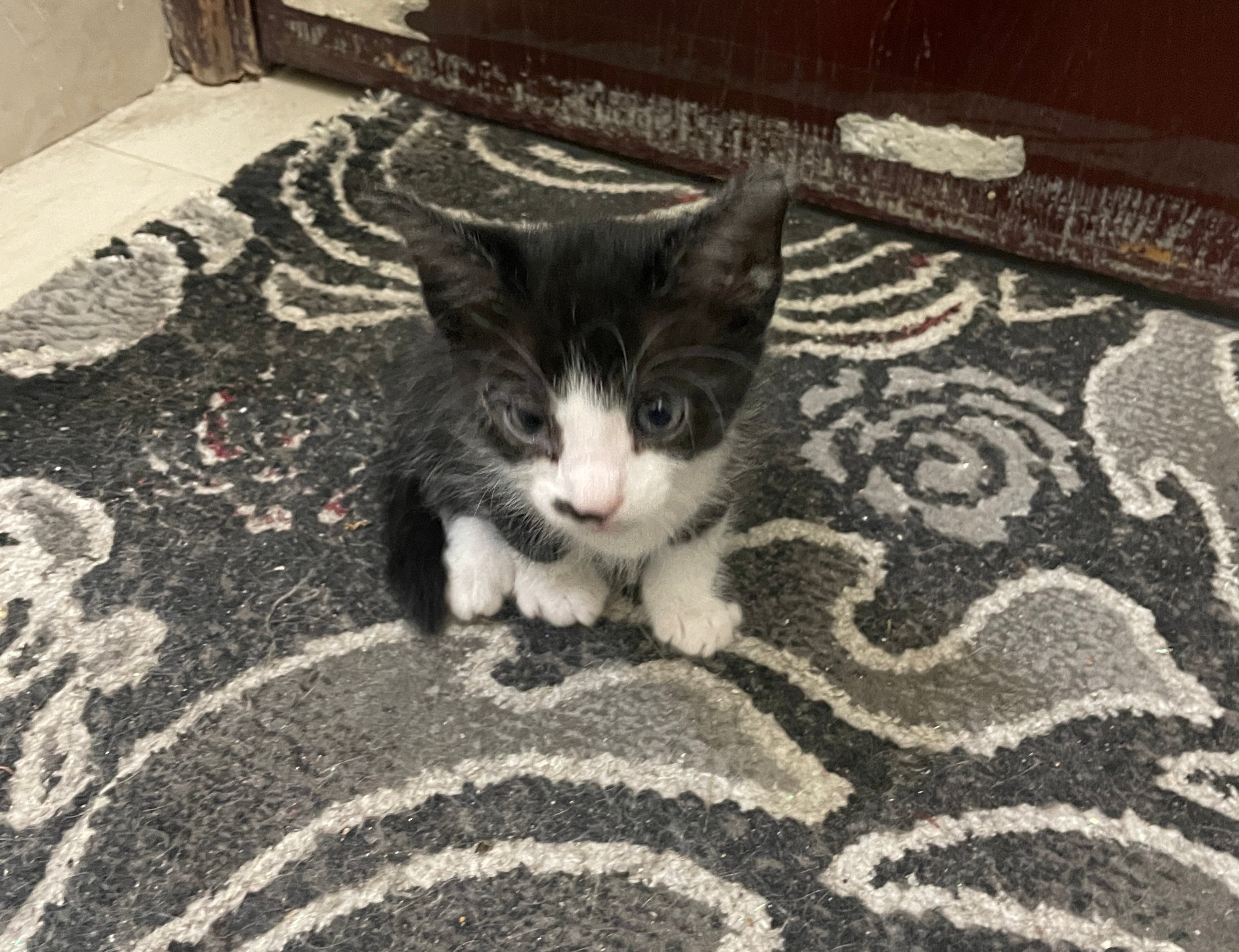 4 🐱 kitten both male & Female for adoption FREE  - Image 4
