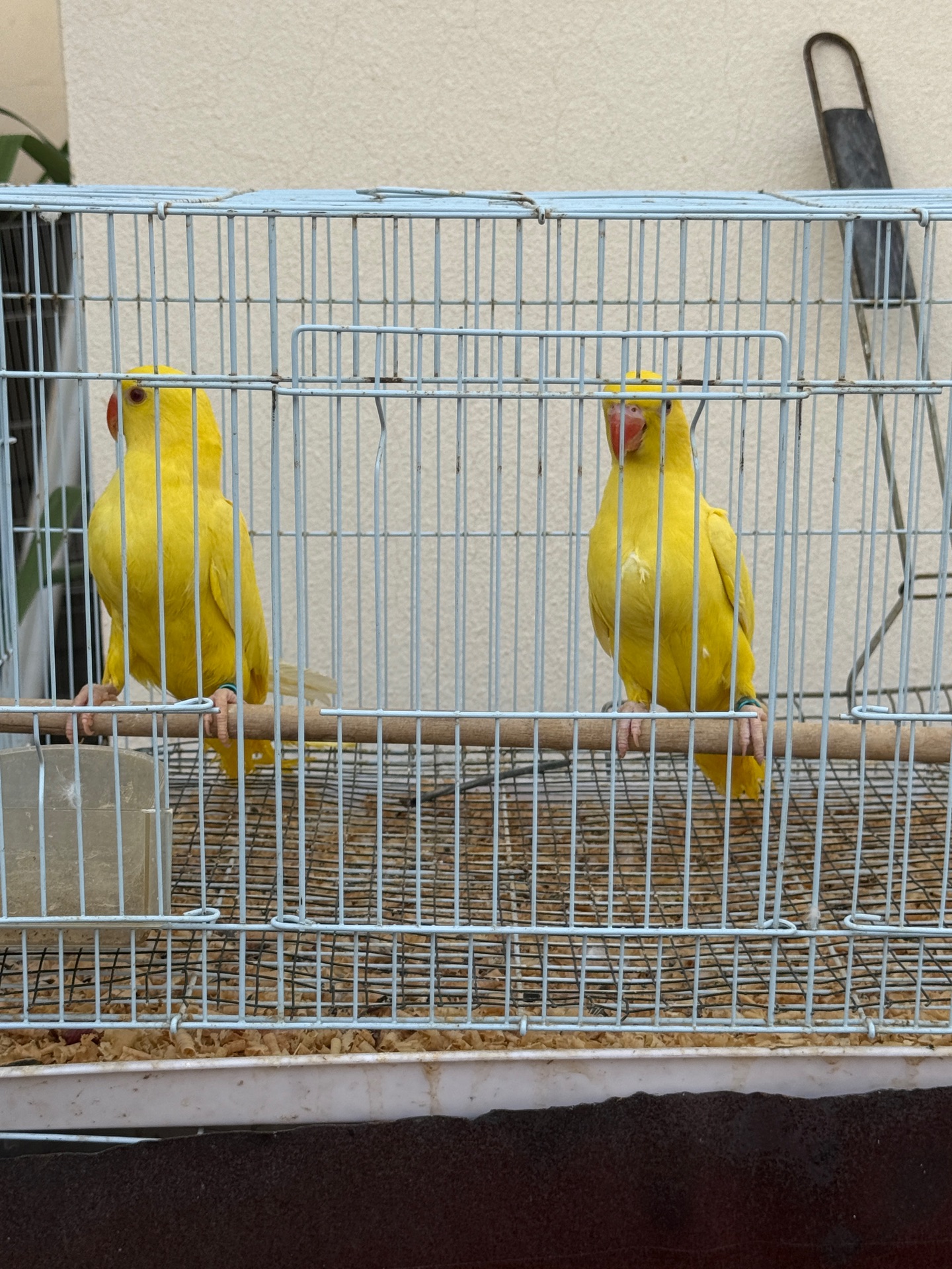 parrot ringneck yellow 2months best age for training  - Image 9