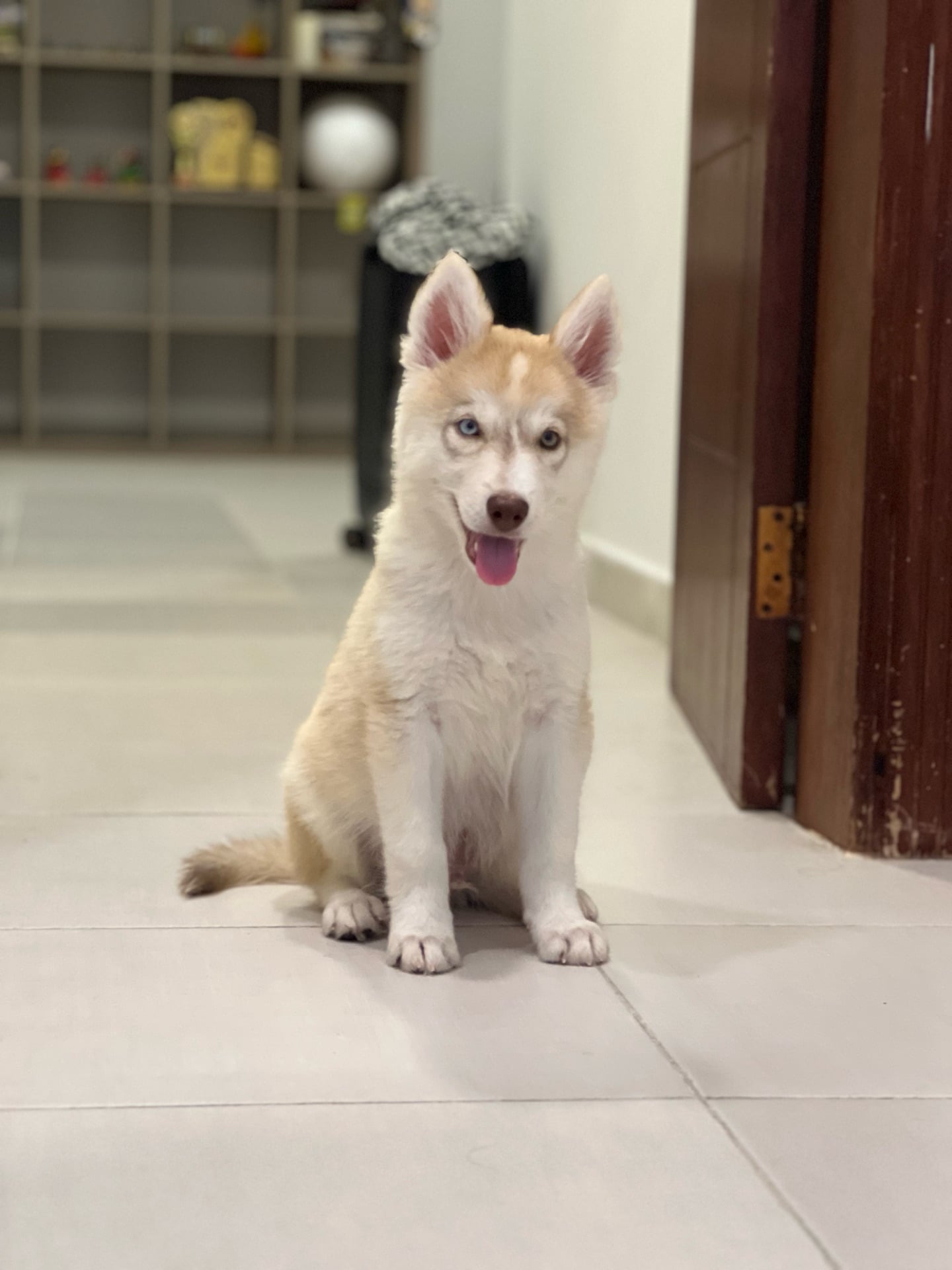Siberian Husky (12 weeks) - Image 7