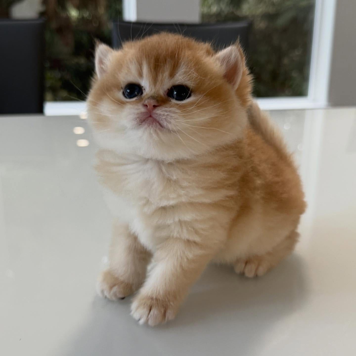 Adorable British Shorthair Kittens - Image 4