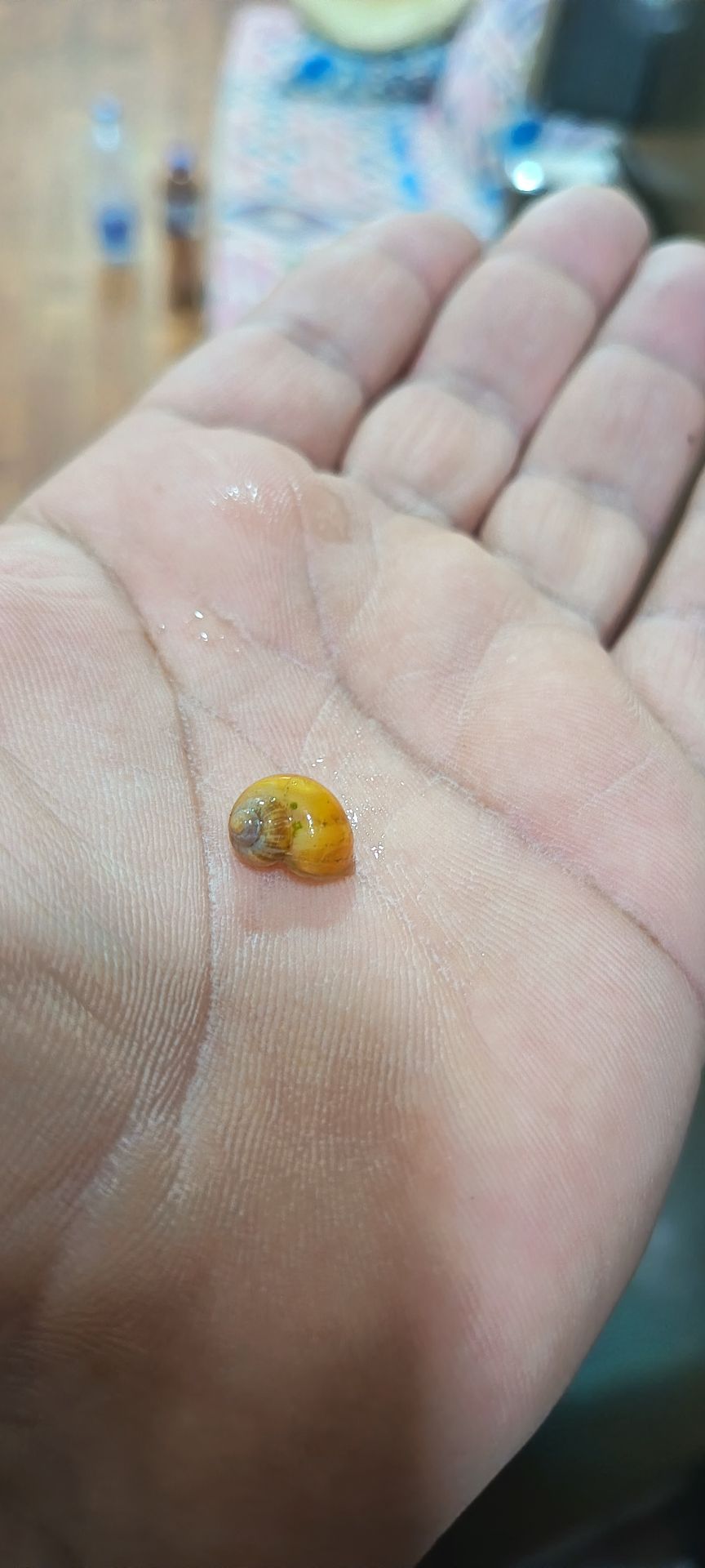 Golden apple snail  - Image 5