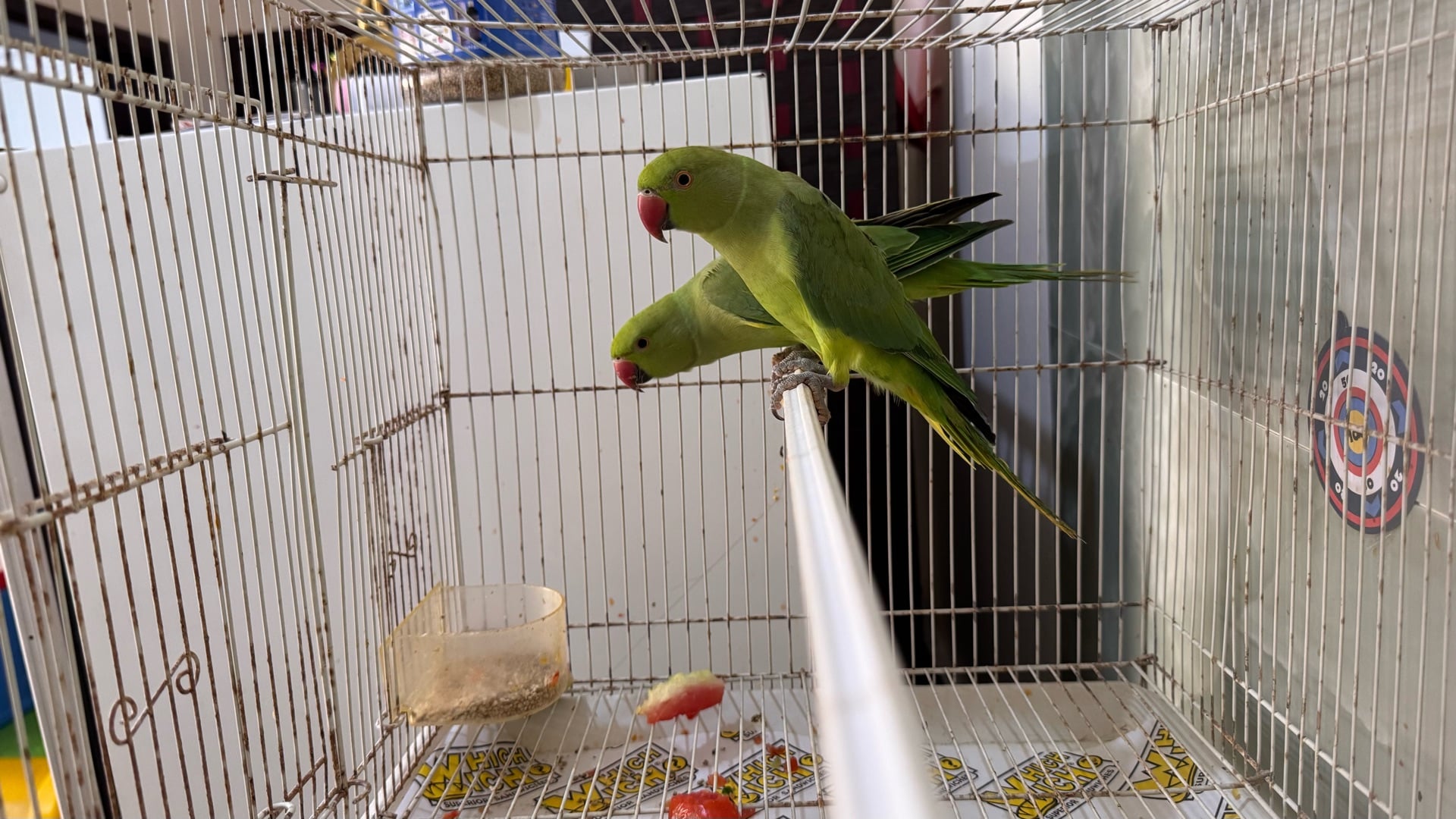 2 indian parrot with cage - Image 1