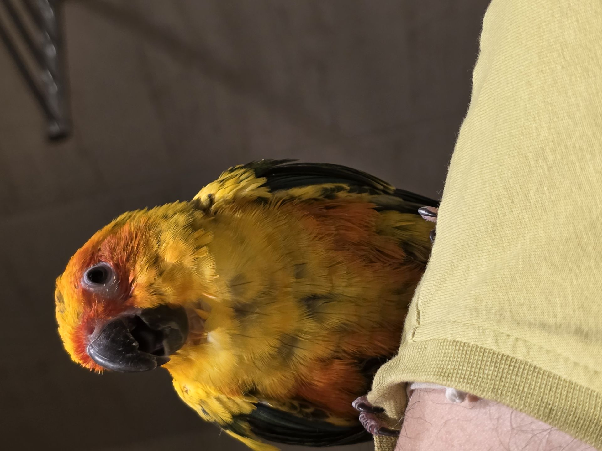 Mango parrot (sunconure) 8 months old - Image 5