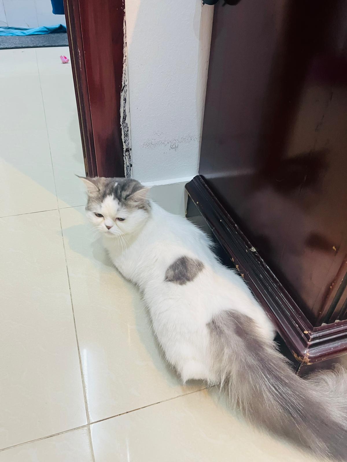 Persian cat for adoption - Image 4
