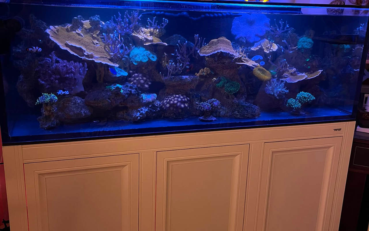 Professional Aquarium Maintenance at Home | From 300 QAR | Qatar - Image 3