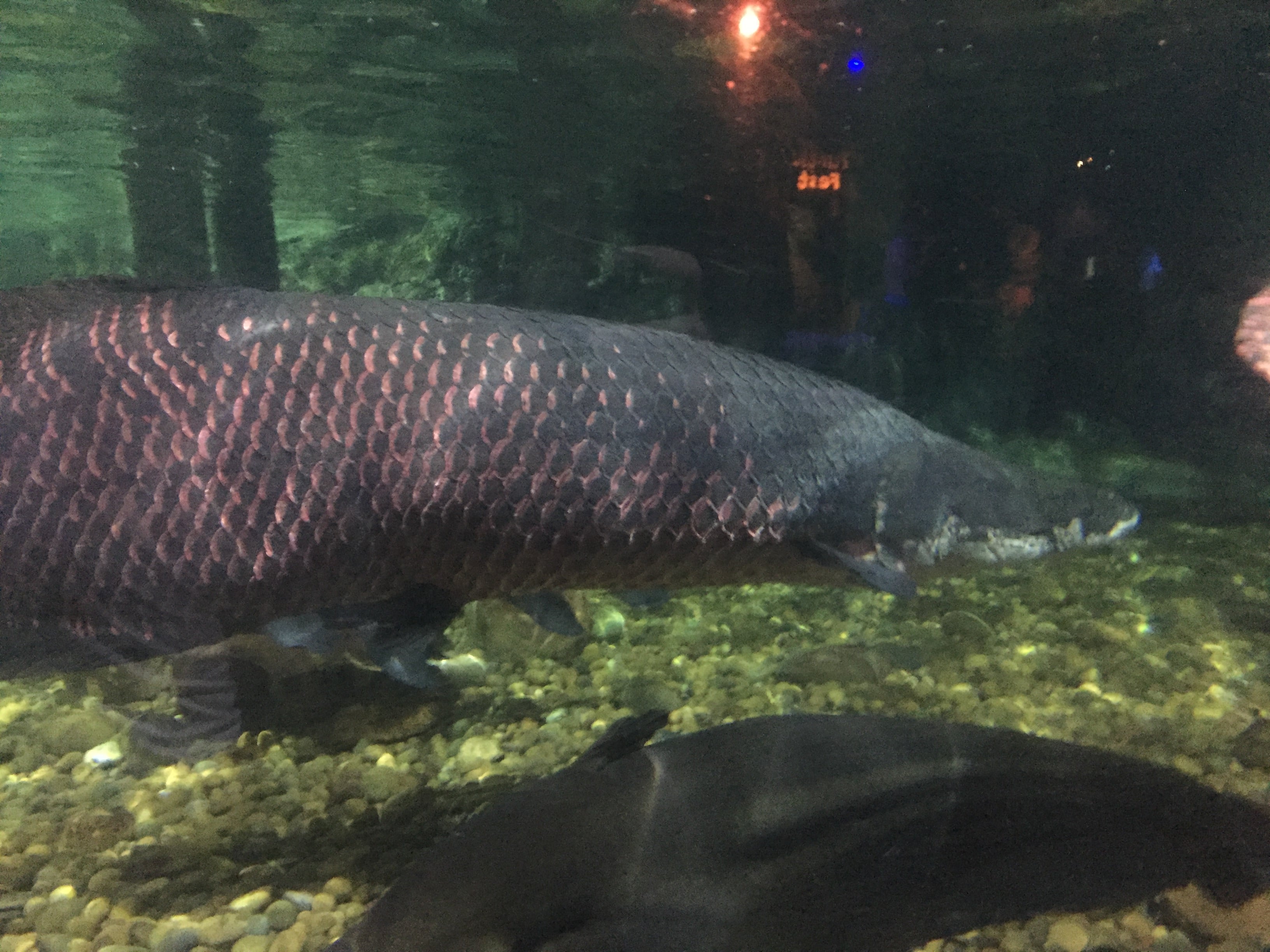 Aquarium fish tank - Image 2