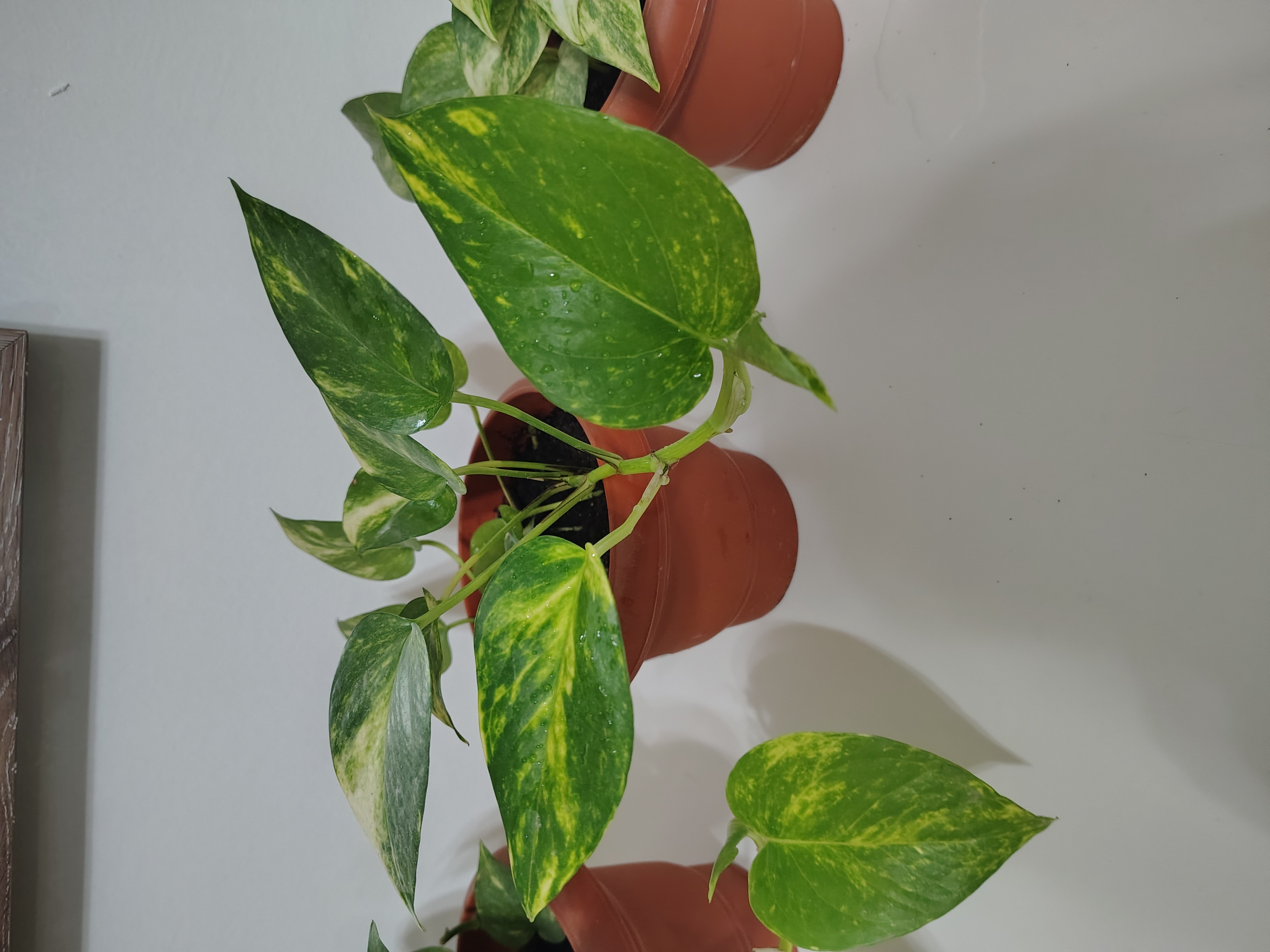 Money plants for sale - Image 5