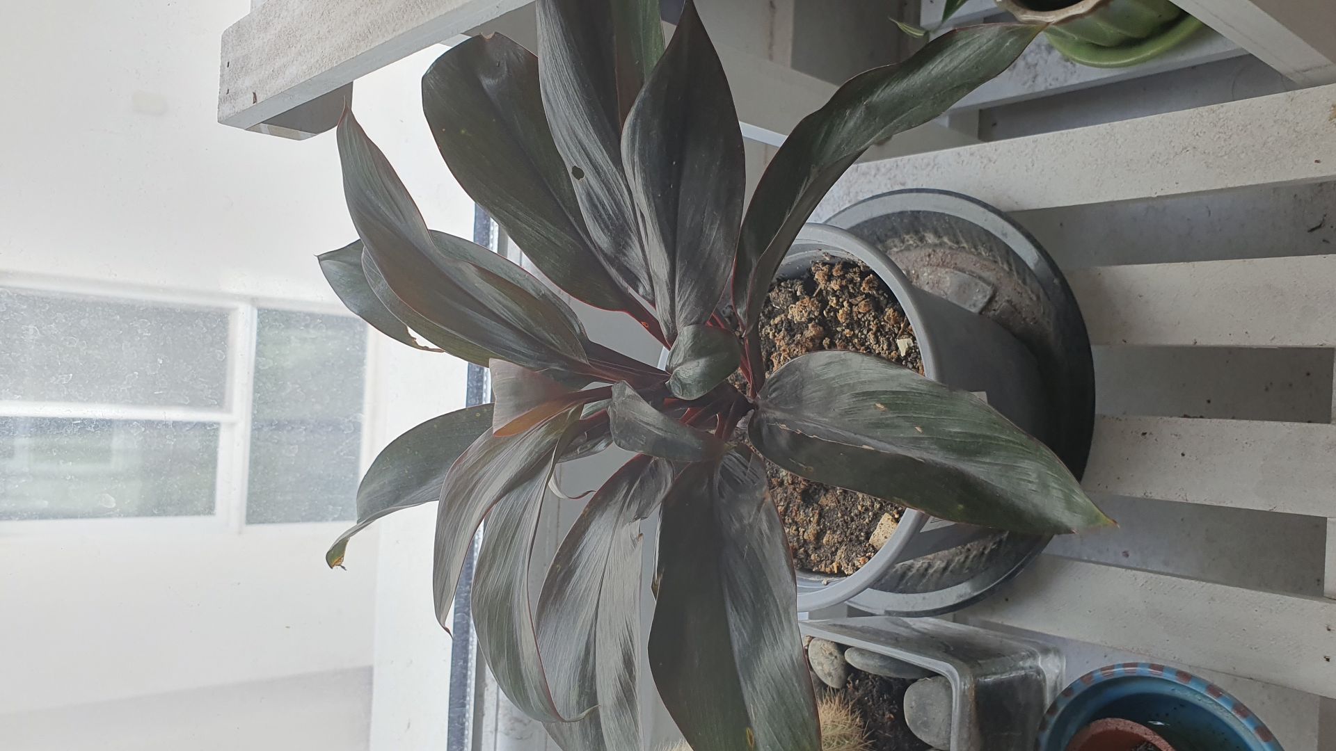 Indoor plant  - Image 3