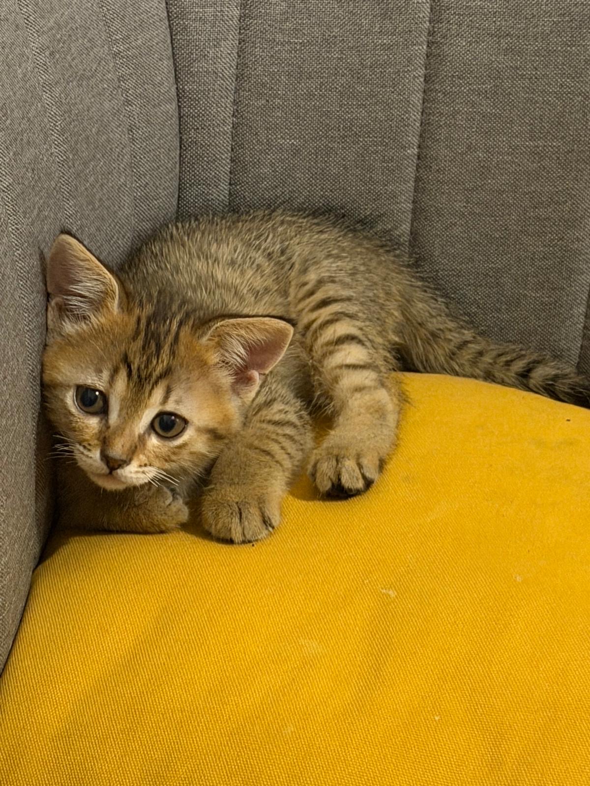 Two kitten female - Image 4
