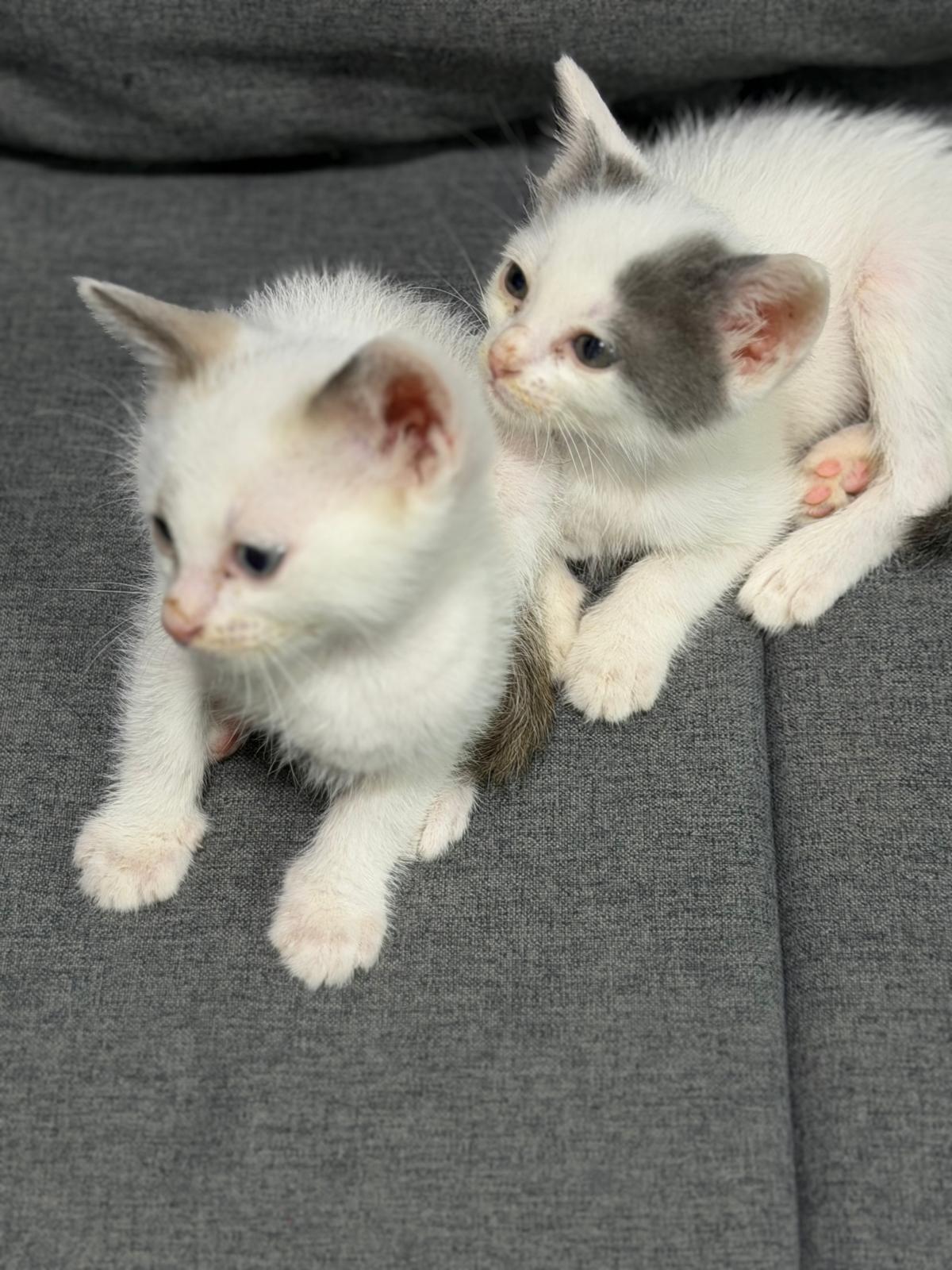 Kitten for adoption  - Image 3