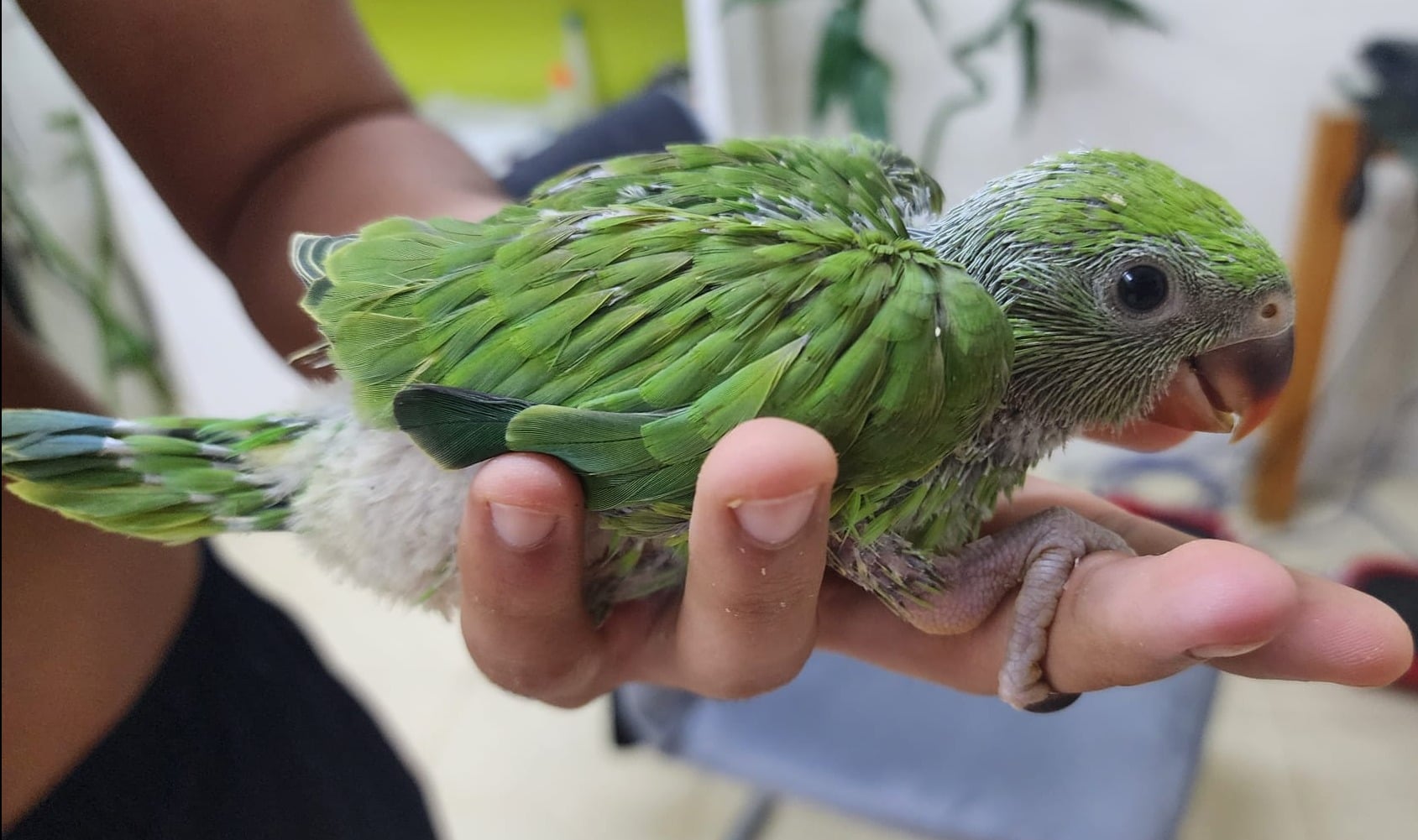 Indian Ring net Parrot (Hand feeding Babies) - Image 2