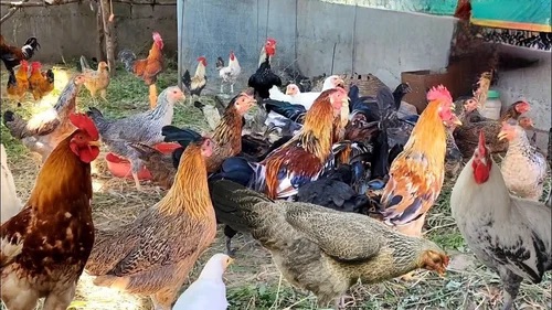 Chiken/rooster - Image 3