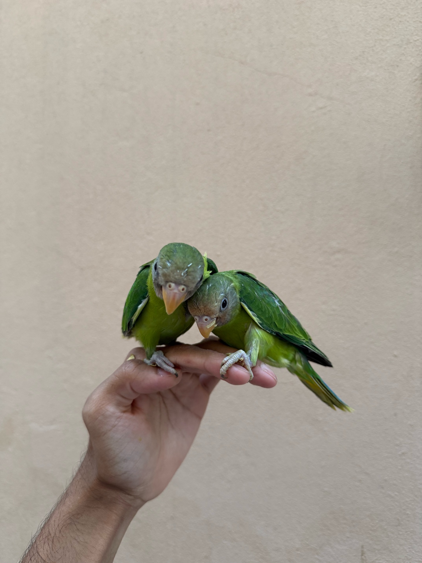 Plum headed parakeet - Image 3