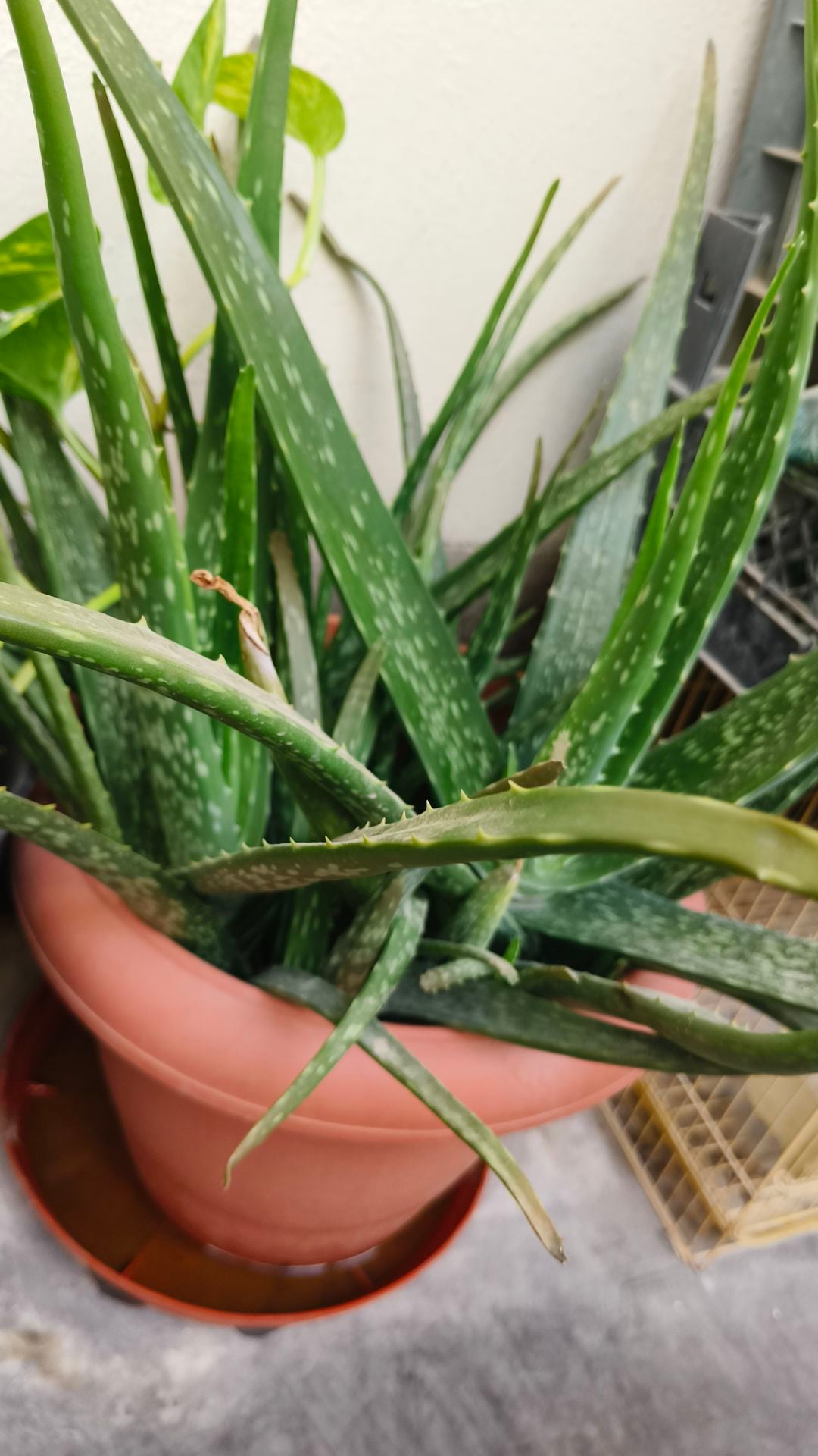 Fresh Aloe Vera plants with big pot - Image 2