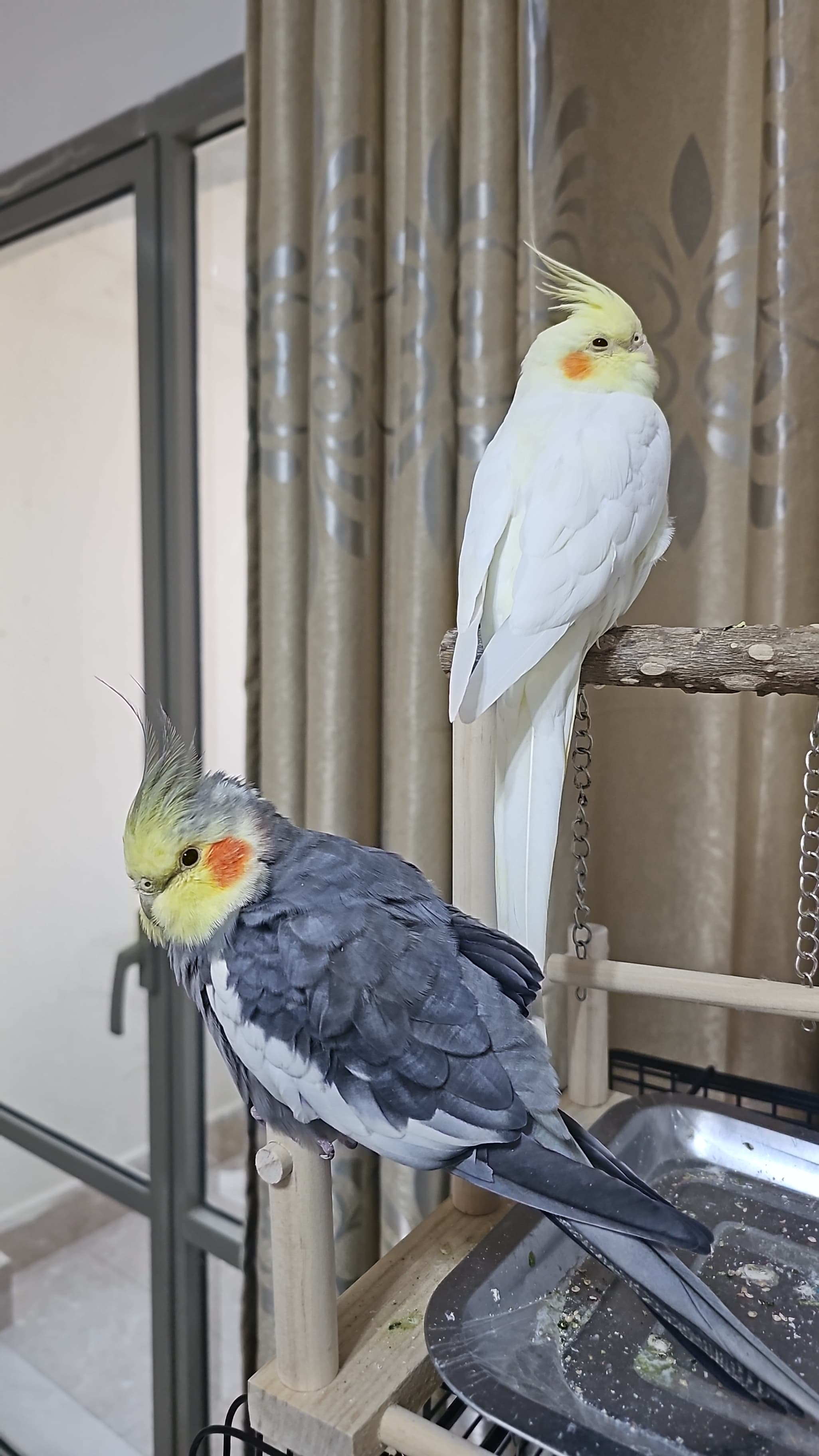 Highly trained and Tamed Cockatiels - Image 1