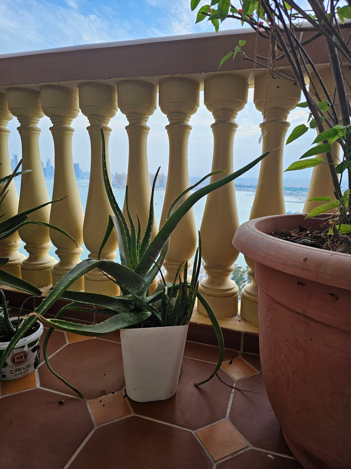 Aloe Vera  - Image 2